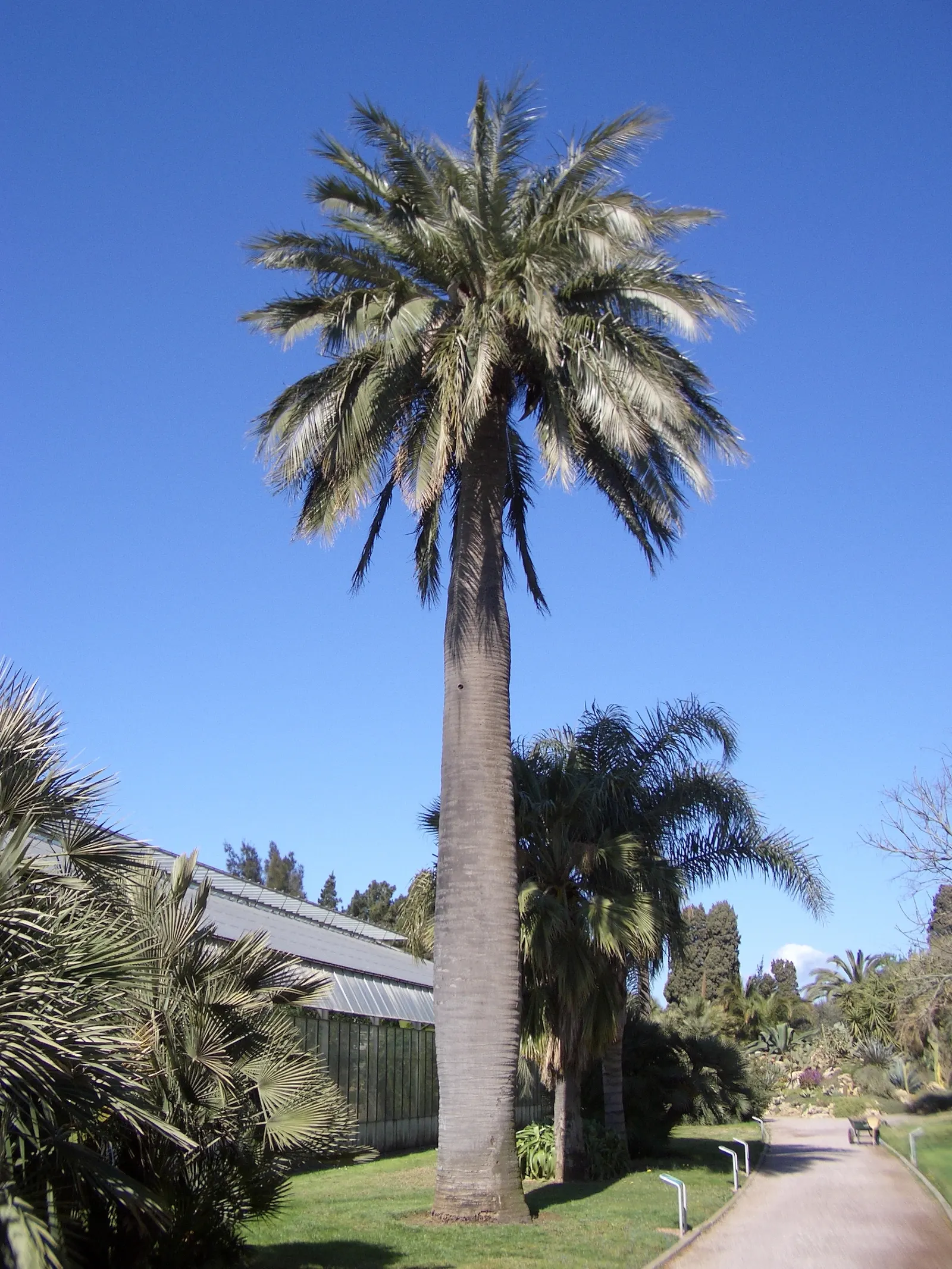Chilean Wine Palm (Jubaea Chilensis) — patience is required when incorporating this majestic palm into garden designs.<br><br>As a focal species; renowned for