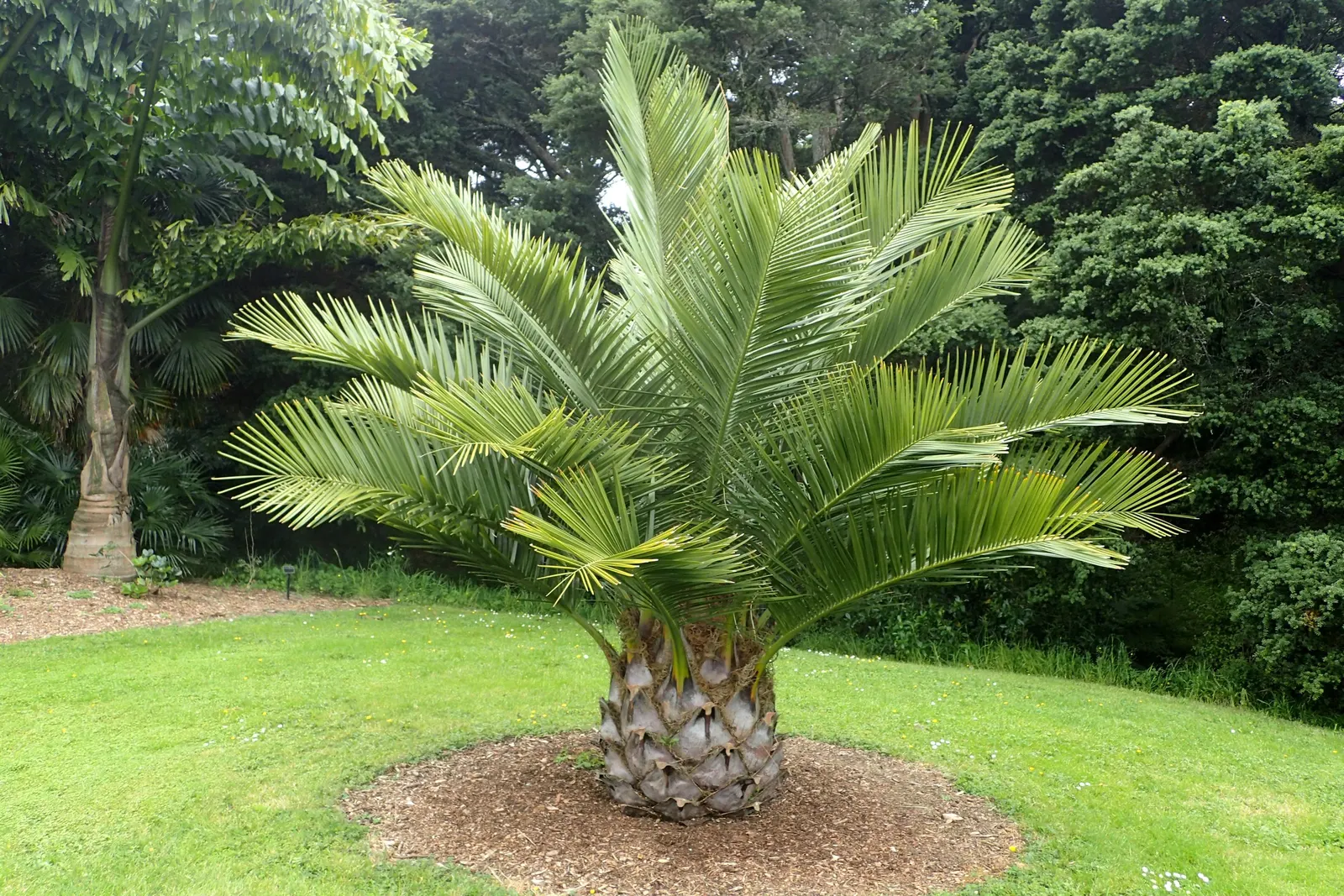 Chilean Wine Palm (Jubaea Chilensis) — making it a sensible choice for water-conscious landscapes