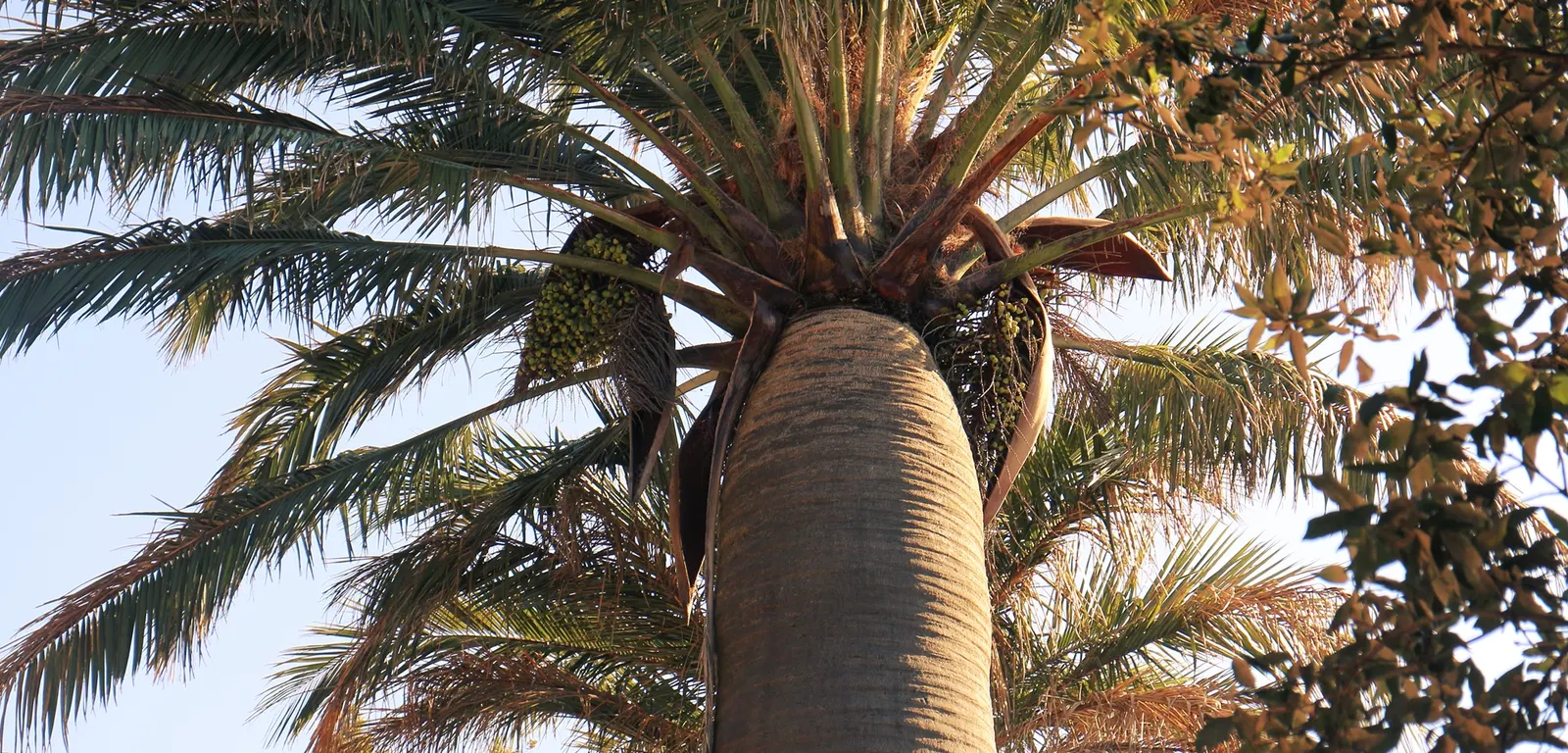 Chilean Wine Palm (Jubaea Chilensis) — the Chilean Wine Palm will lend an air of exotic maturity to any garden setting