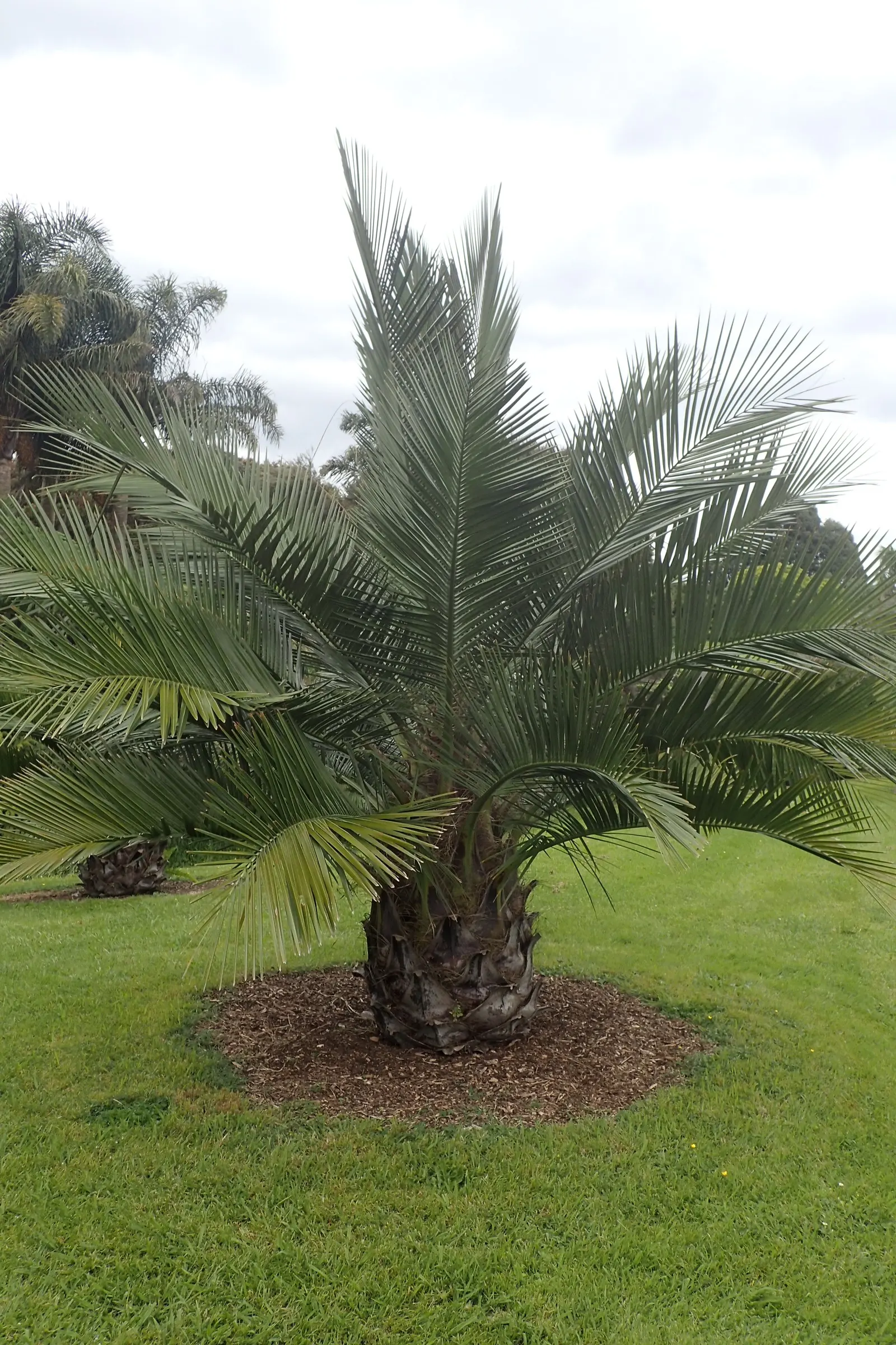 Chilean Wine Palm (Jubaea Chilensis) — reaching 60 ft tall and up to 5 ft diameter; the palm is crowned by a dense canopy of pinnate leaves