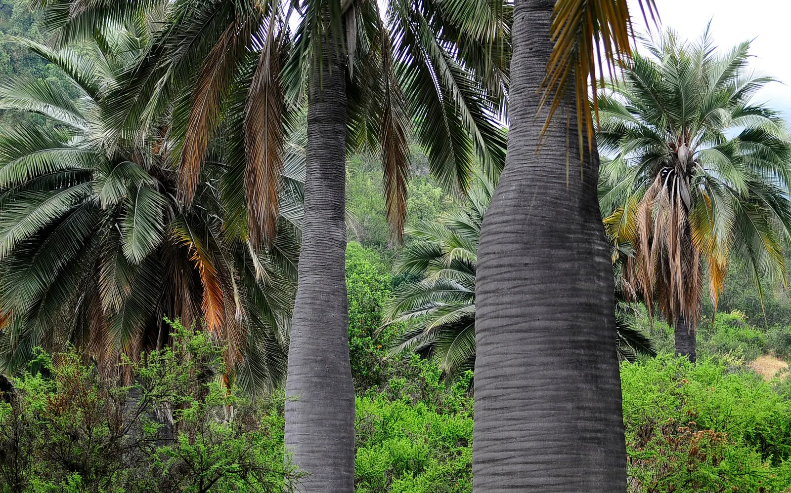 Chilean Wine Palm (Jubaea Chilensis) — enduring fixture of the landscape