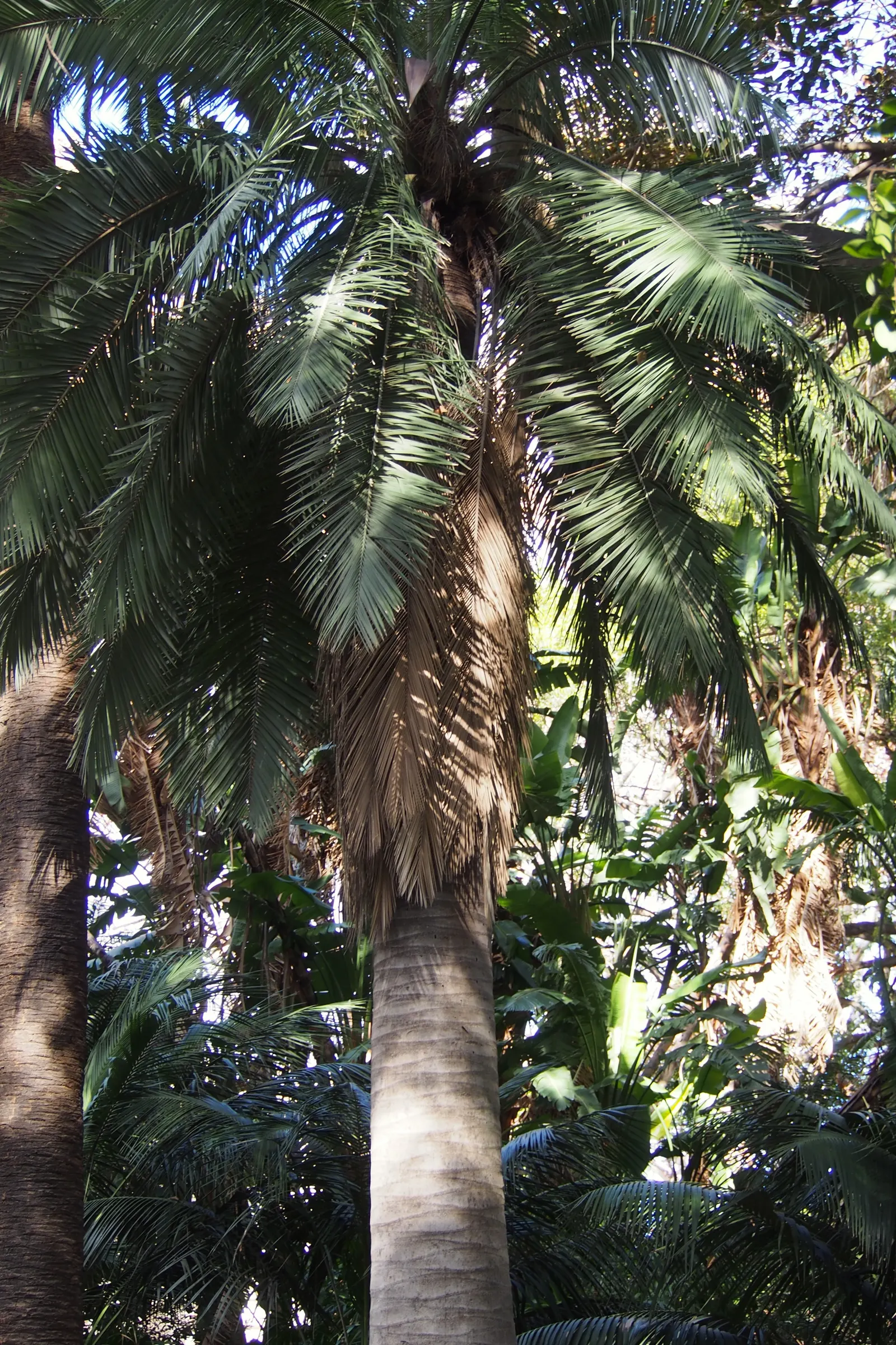 Chilean Wine Palm (Jubaea Chilensis) — robust evergreen notable for its stout trunk