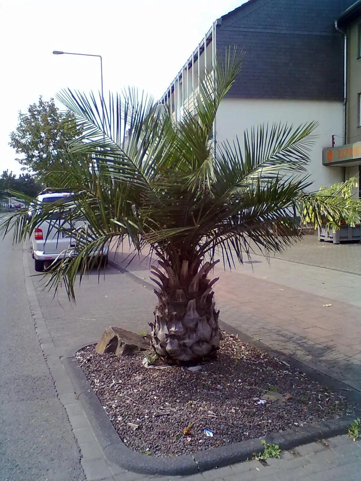 Chilean Wine Palm (Jubaea Chilensis) — enduring fixture of the landscape; the Chilean Wine Palm will lend an air of exotic maturity to any garden setting