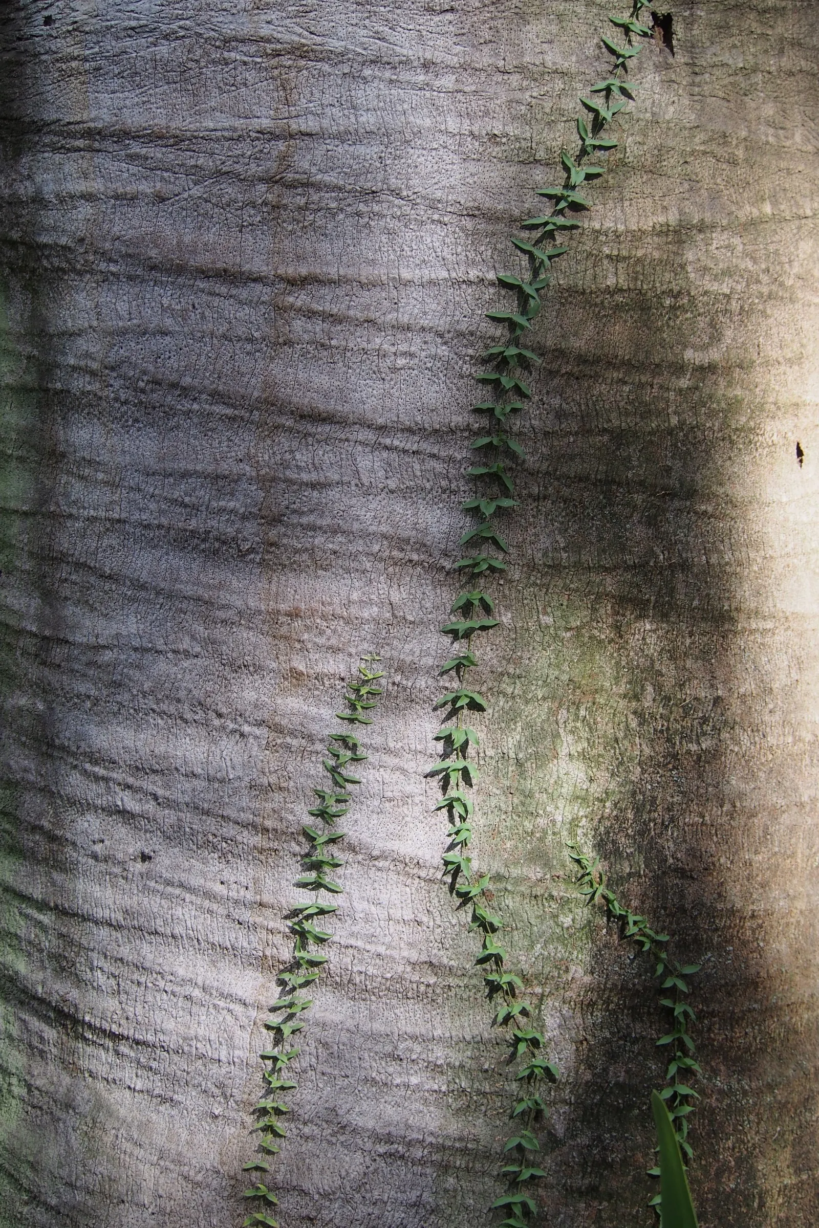 Chilean Wine Palm (Jubaea Chilensis) — It demonstrates a moderate tolerance to drought once established