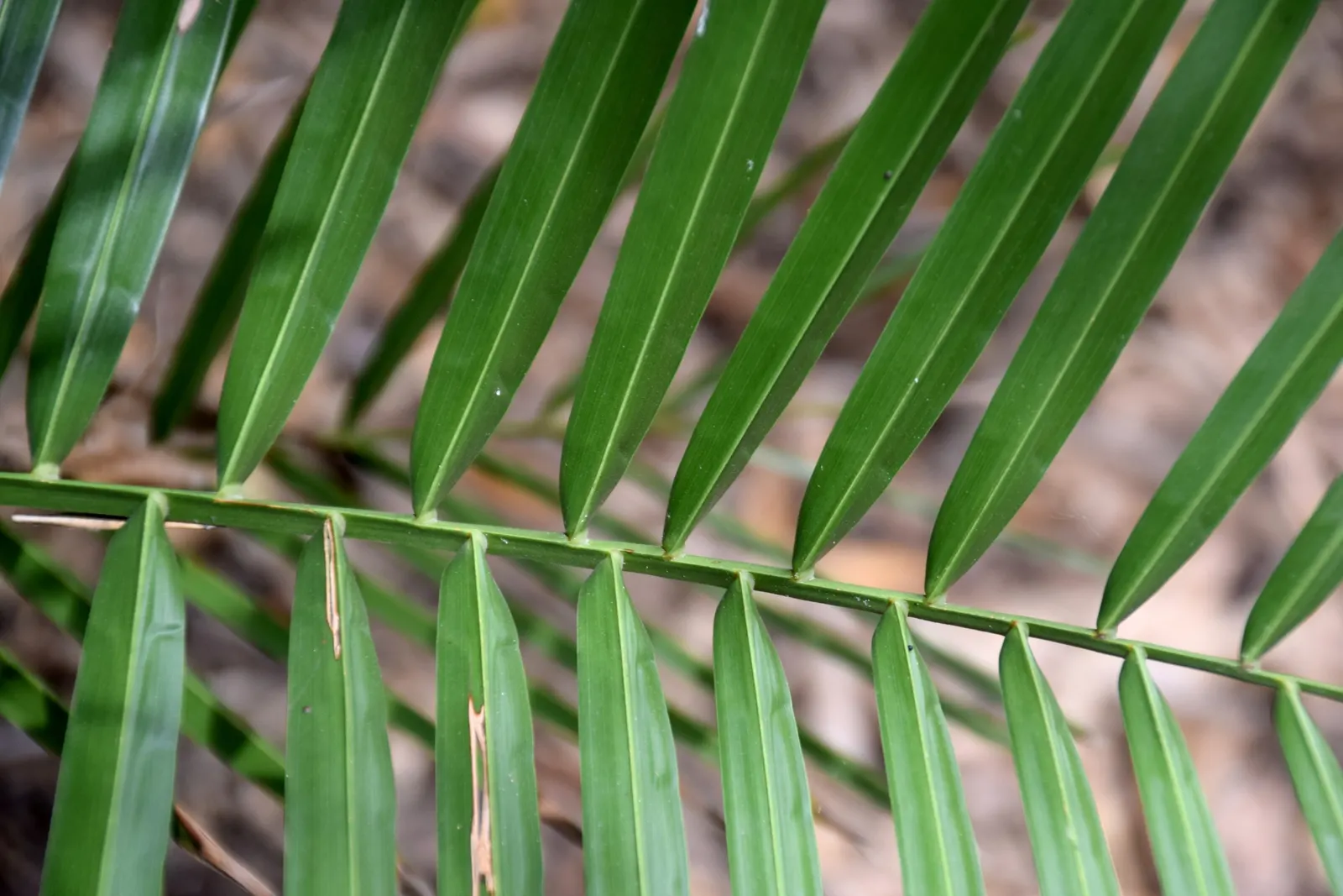 Chilean Wine Palm (Jubaea Chilensis) — renowned for its robust size and elegant appearance