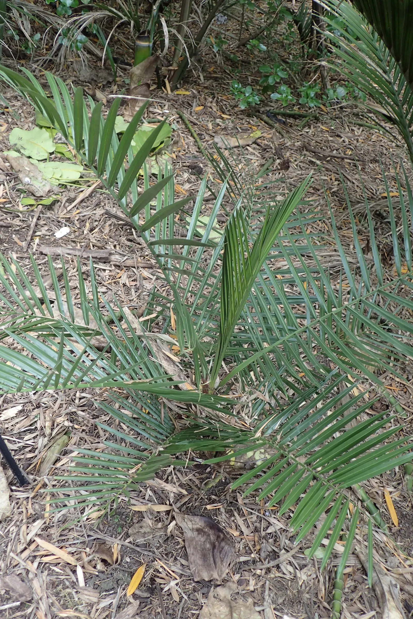 Chilean Wine Palm (Jubaea Chilensis) — This cold-hardy palm requires full sun, well-draining soil, and can tolerate drought once established