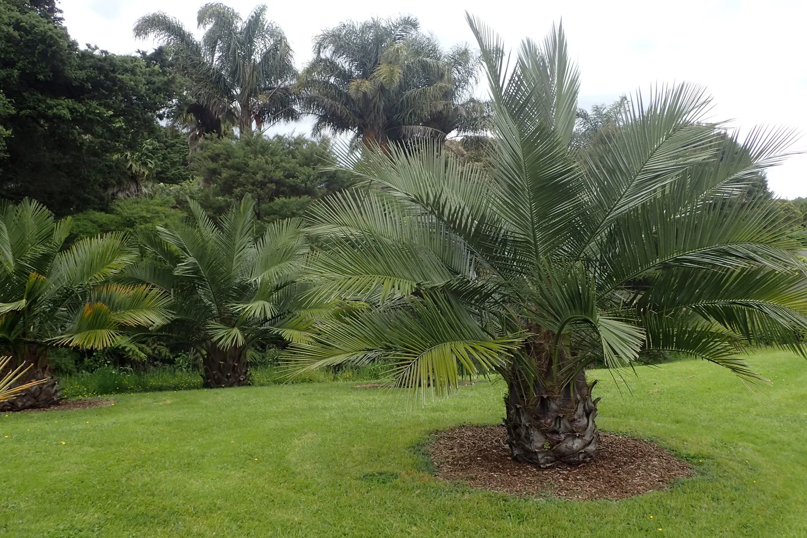 Chilean Wine Palm (Jubaea Chilensis) — reaching 60 ft tall and up to 5 ft diameter