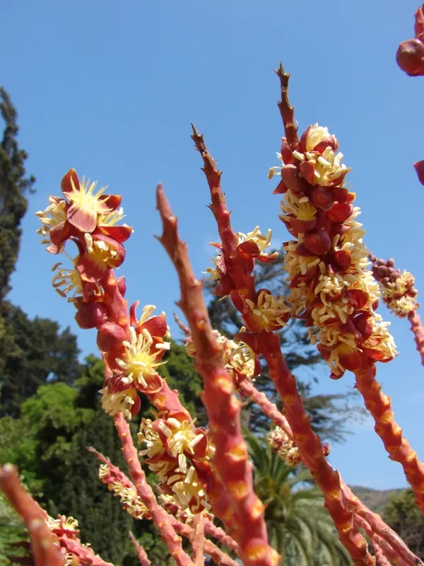 Chilean Wine Palm (Jubaea Chilensis) — each frond reaching approximately 10 to 15 feet in length, image 35