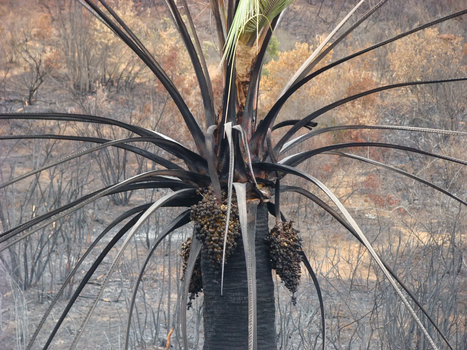 Chilean Wine Palm (Jubaea Chilensis) — It boasts a dense crown of pinnate leaves, about 10-15 ft in length; patience is required when incorporating this