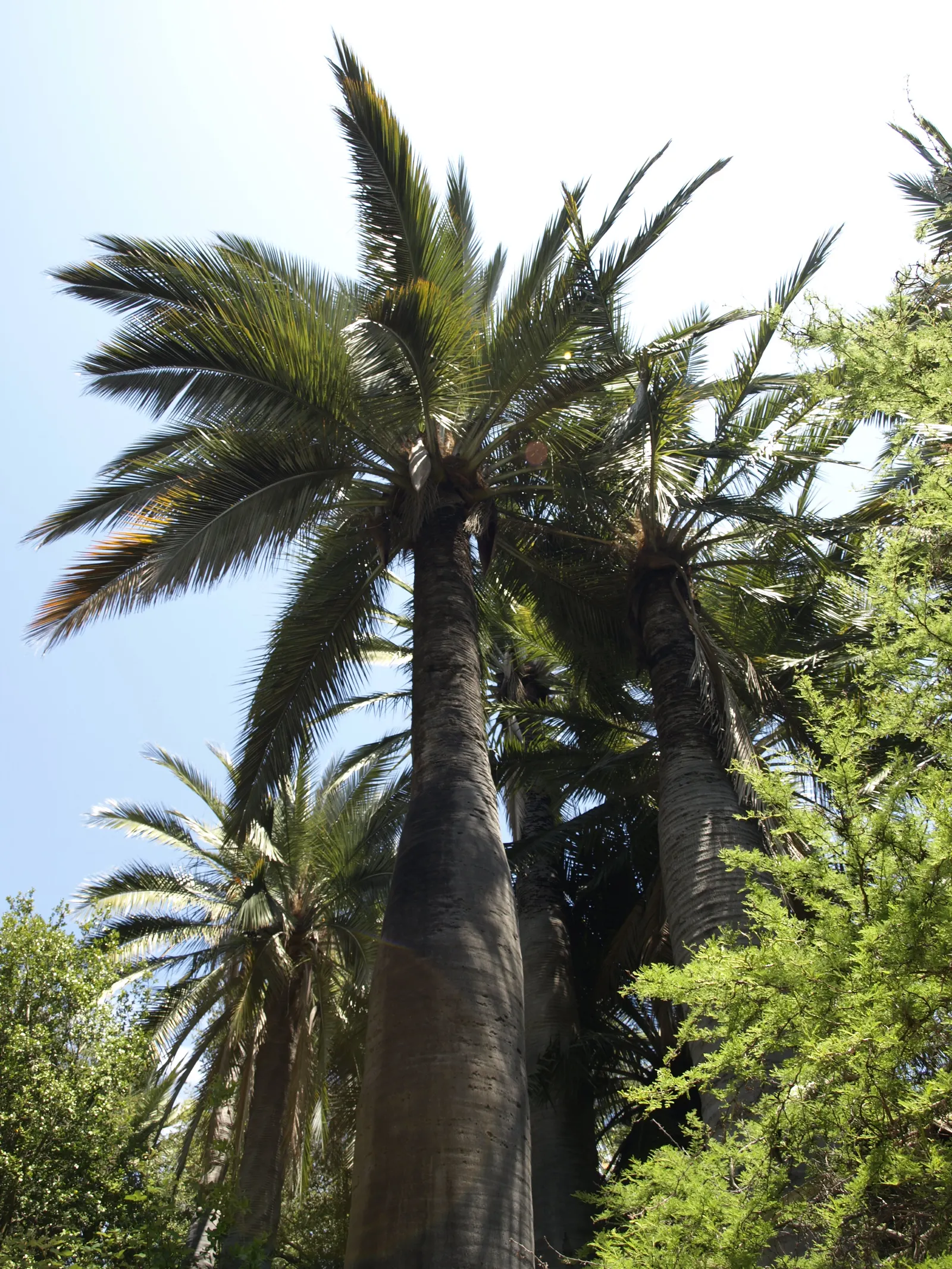 Chilean Wine Palm (Jubaea Chilensis) — scientifically known as Jubaea chilensis