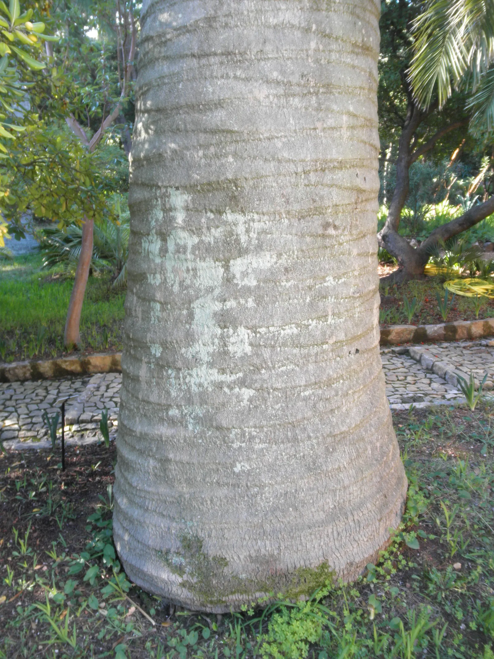 Chilean Wine Palm (Jubaea Chilensis) — palm for full