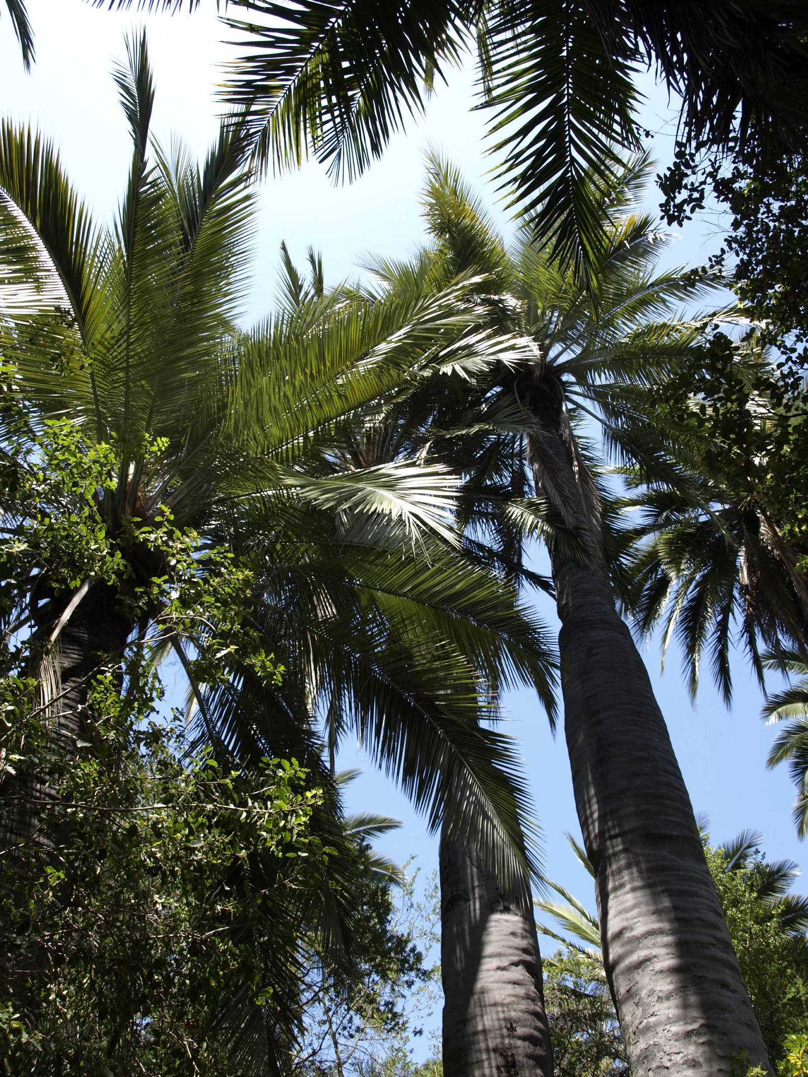Chilean Wine Palm (Jubaea Chilensis) — it's important to allow ample space for the Jubaea chilensis to spread and mature - it will become a long-term