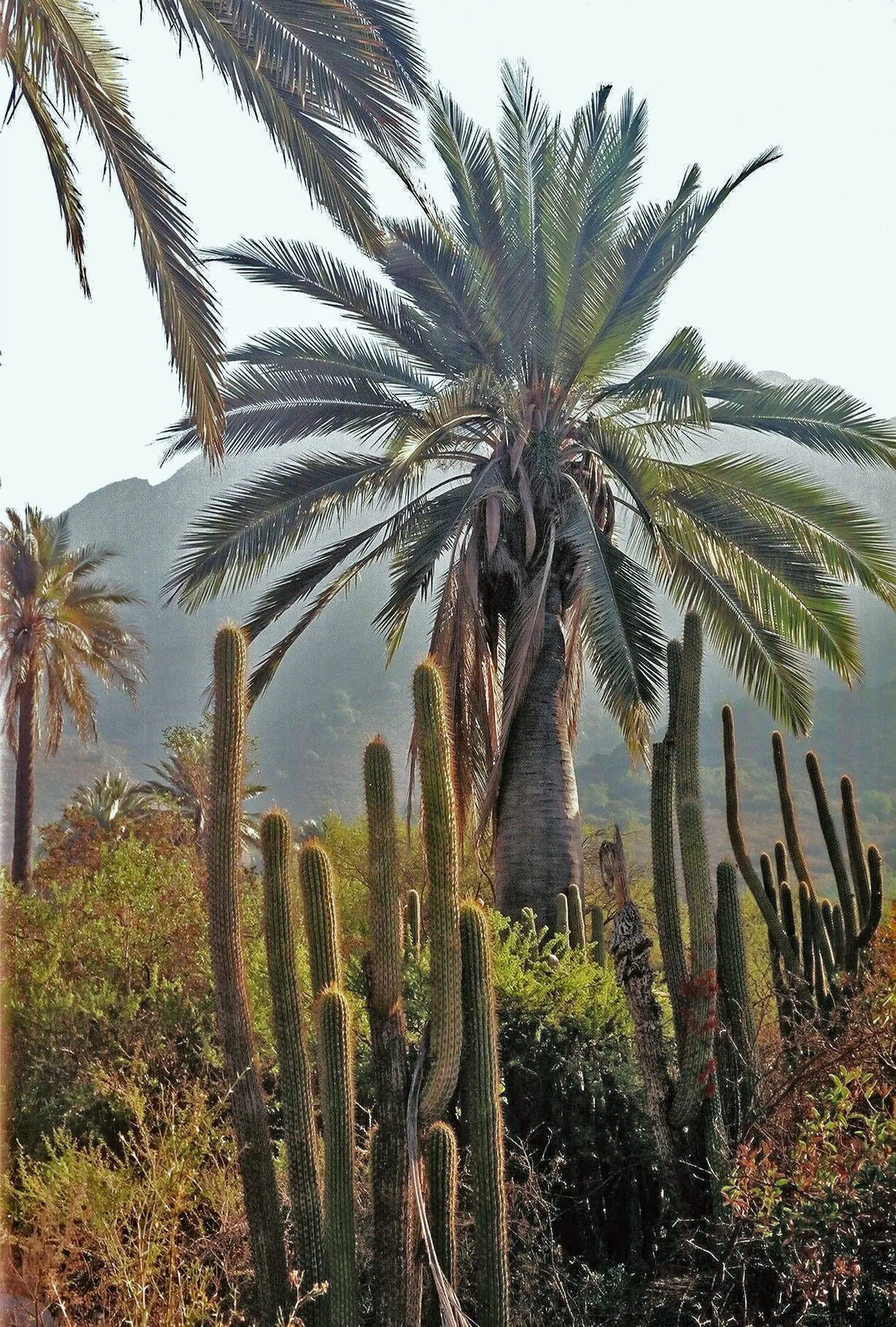 Chilean Wine Palm (Jubaea Chilensis) — scientifically known as Jubaea chilensis; making it a sensible choice for water-conscious landscapes