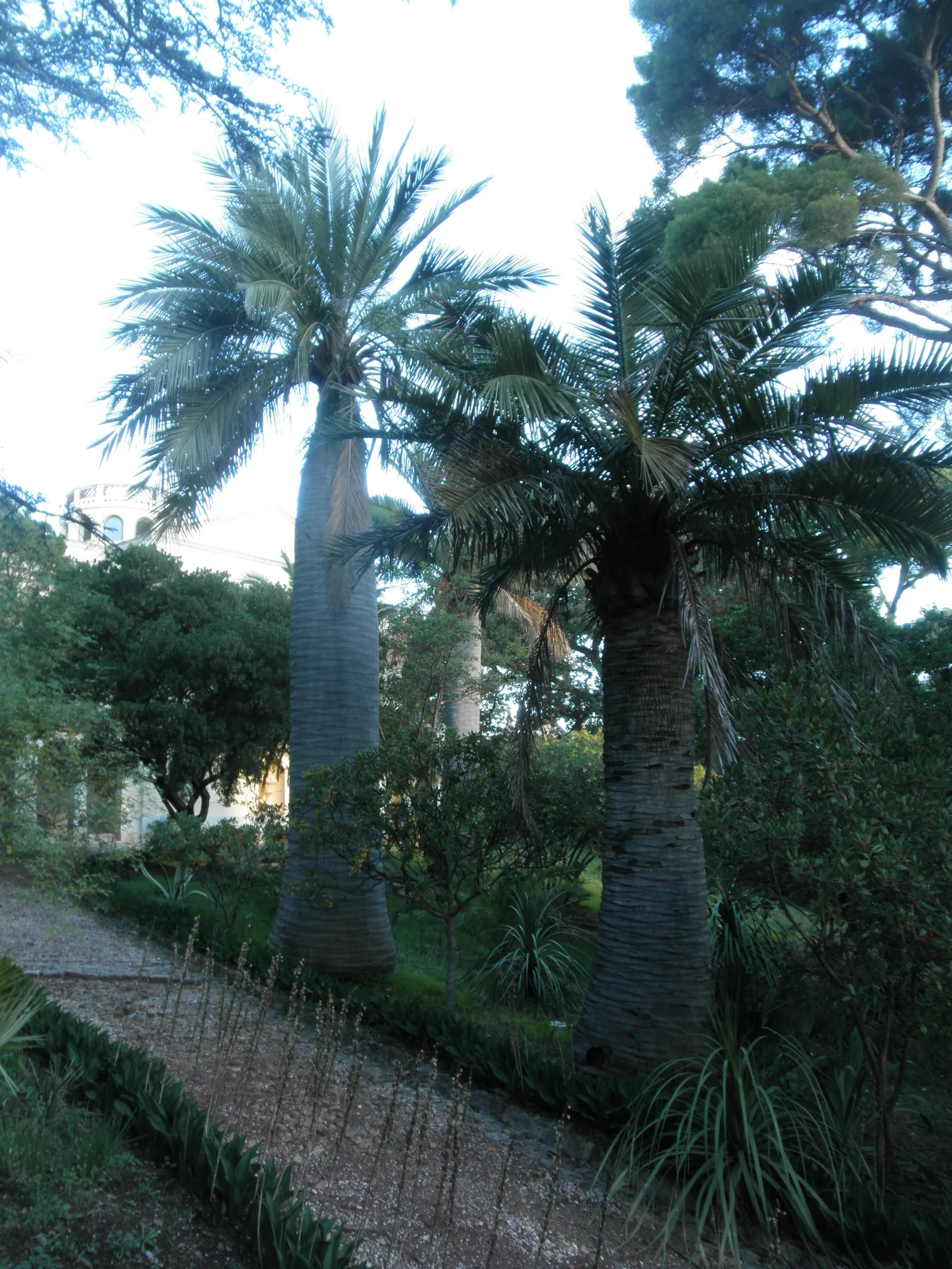 Chilean Wine Palm (Jubaea Chilensis) — Providing both vertical interest and a lush