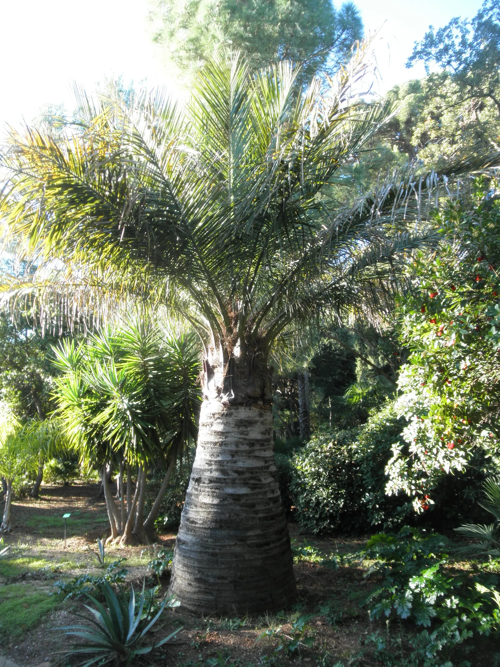 Chilean Wine Palm (Jubaea Chilensis) — With a growth rate of roughly 1 foot every 1-2 years in favorable conditions; robust evergreen notable for its stout