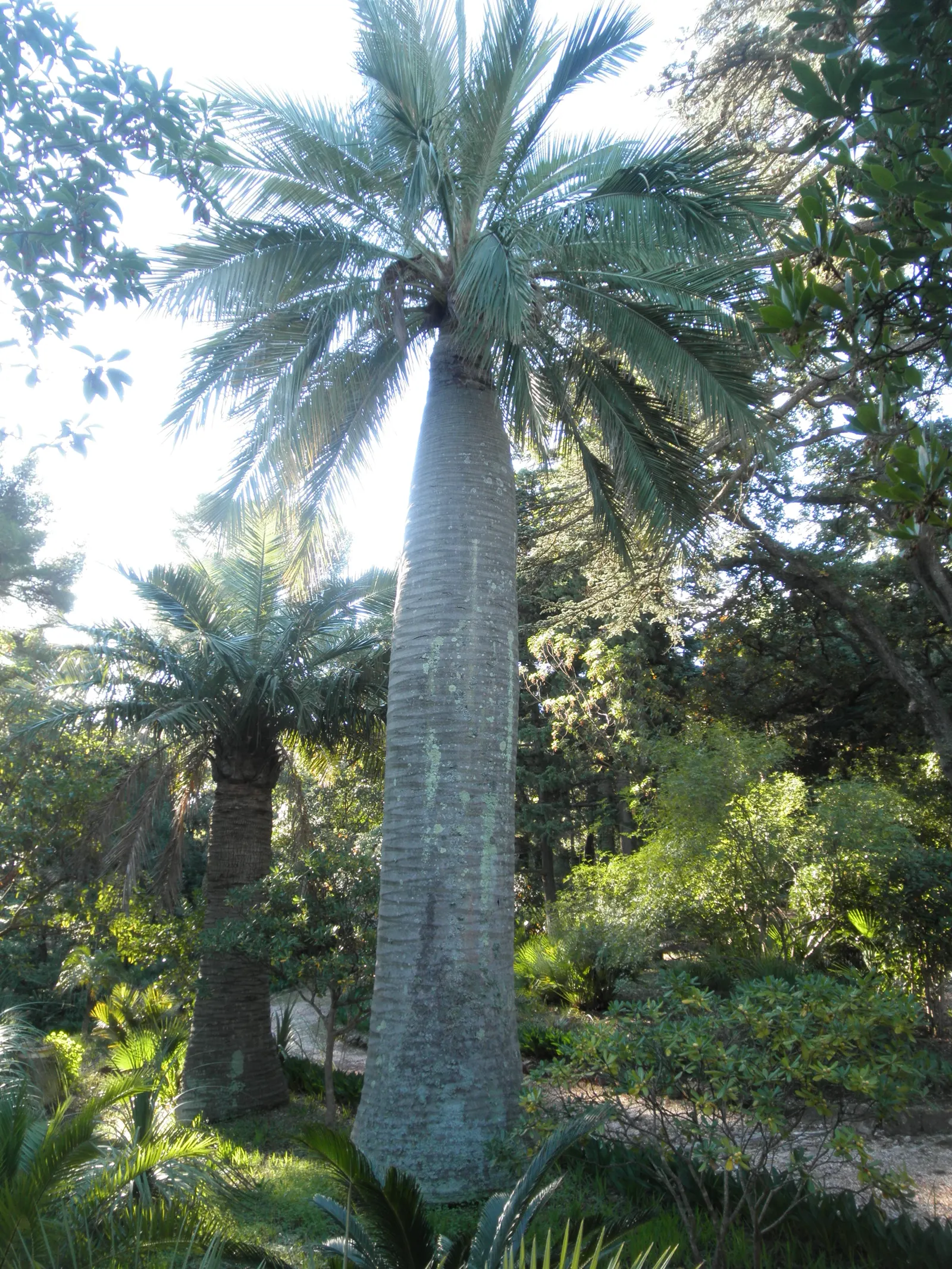 Chilean Wine Palm (Jubaea Chilensis) — making it suitable for USDA zones 8b through 11