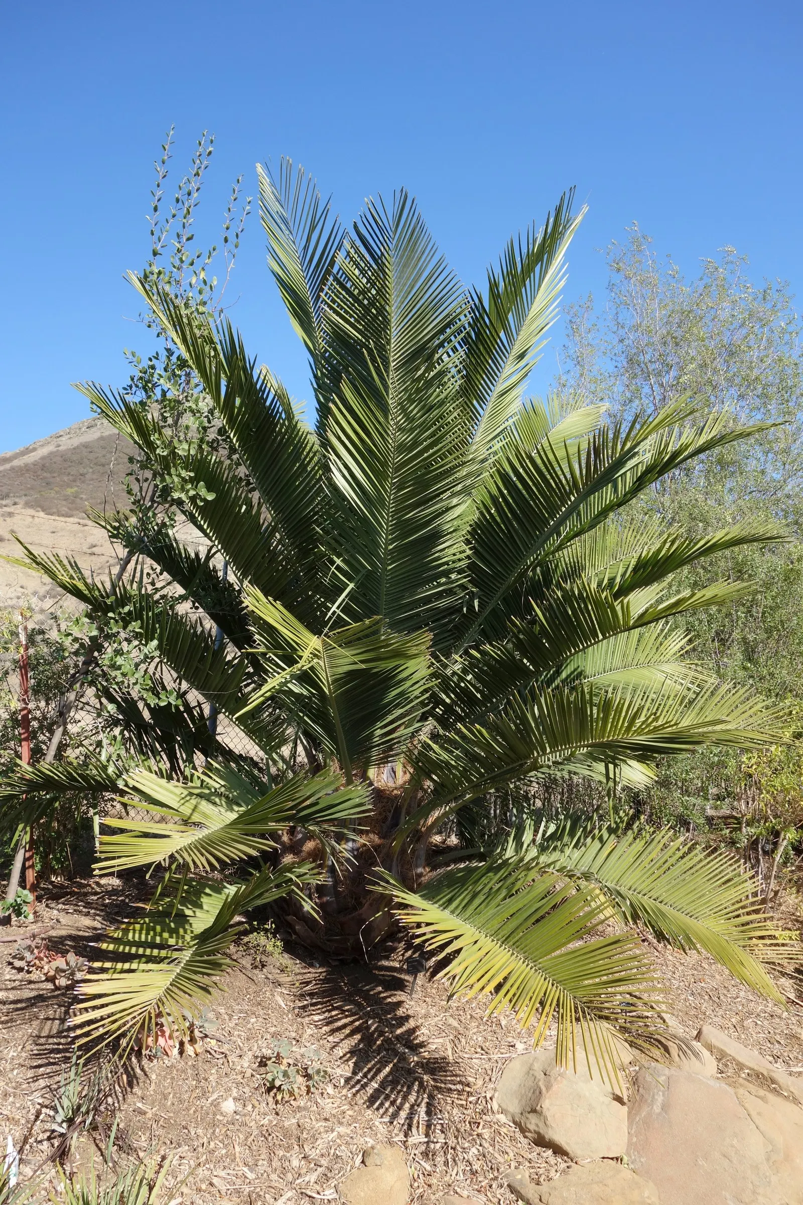Chilean Wine Palm (Jubaea Chilensis) — Ideal for a focal point in large landscapes with its distinctive, columnar silhouette; the trunk is characteristically