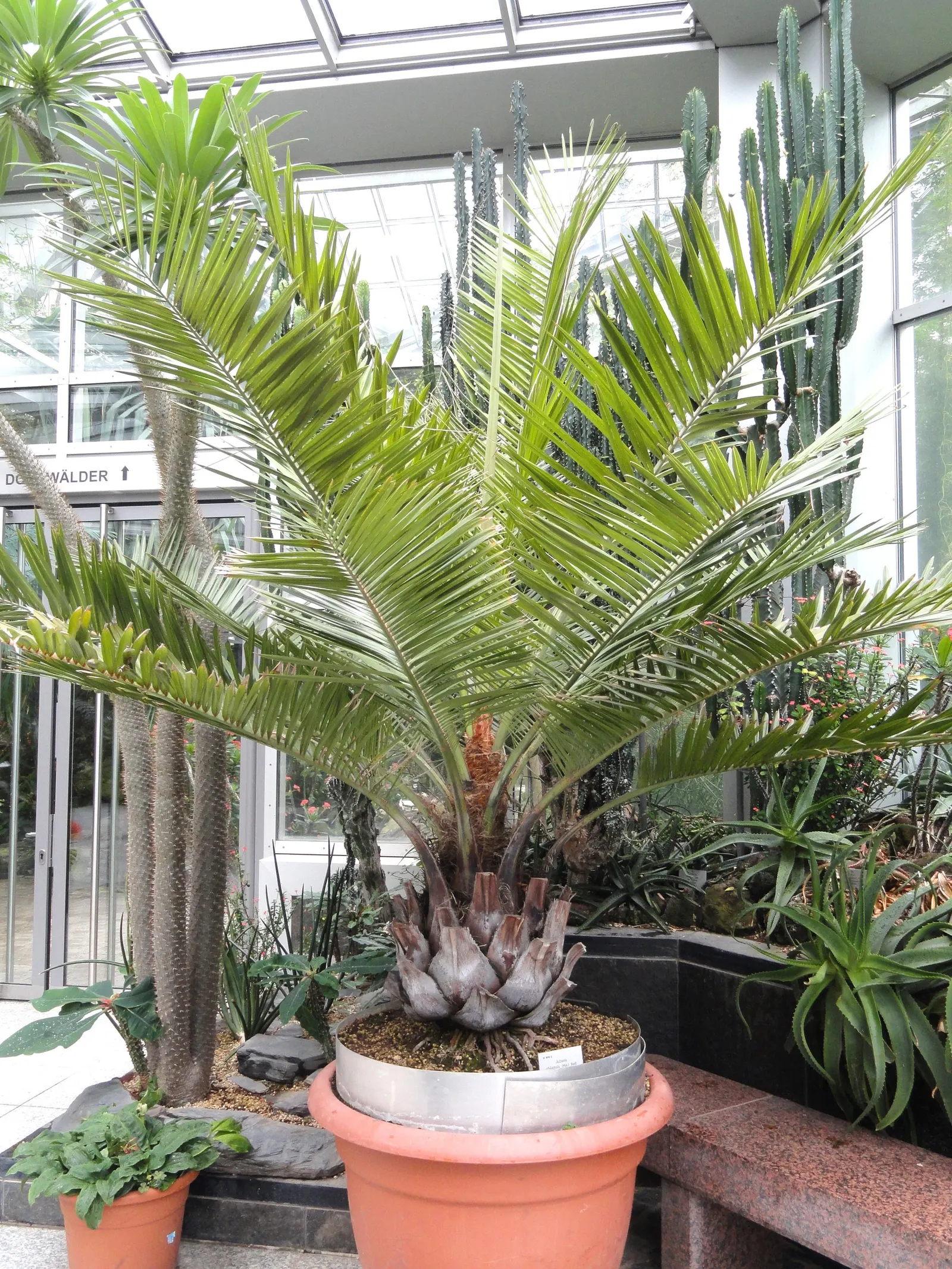 Chilean Wine Palm (Jubaea Chilensis) — Ideal for a focal point in large landscapes with its distinctive, columnar silhouette