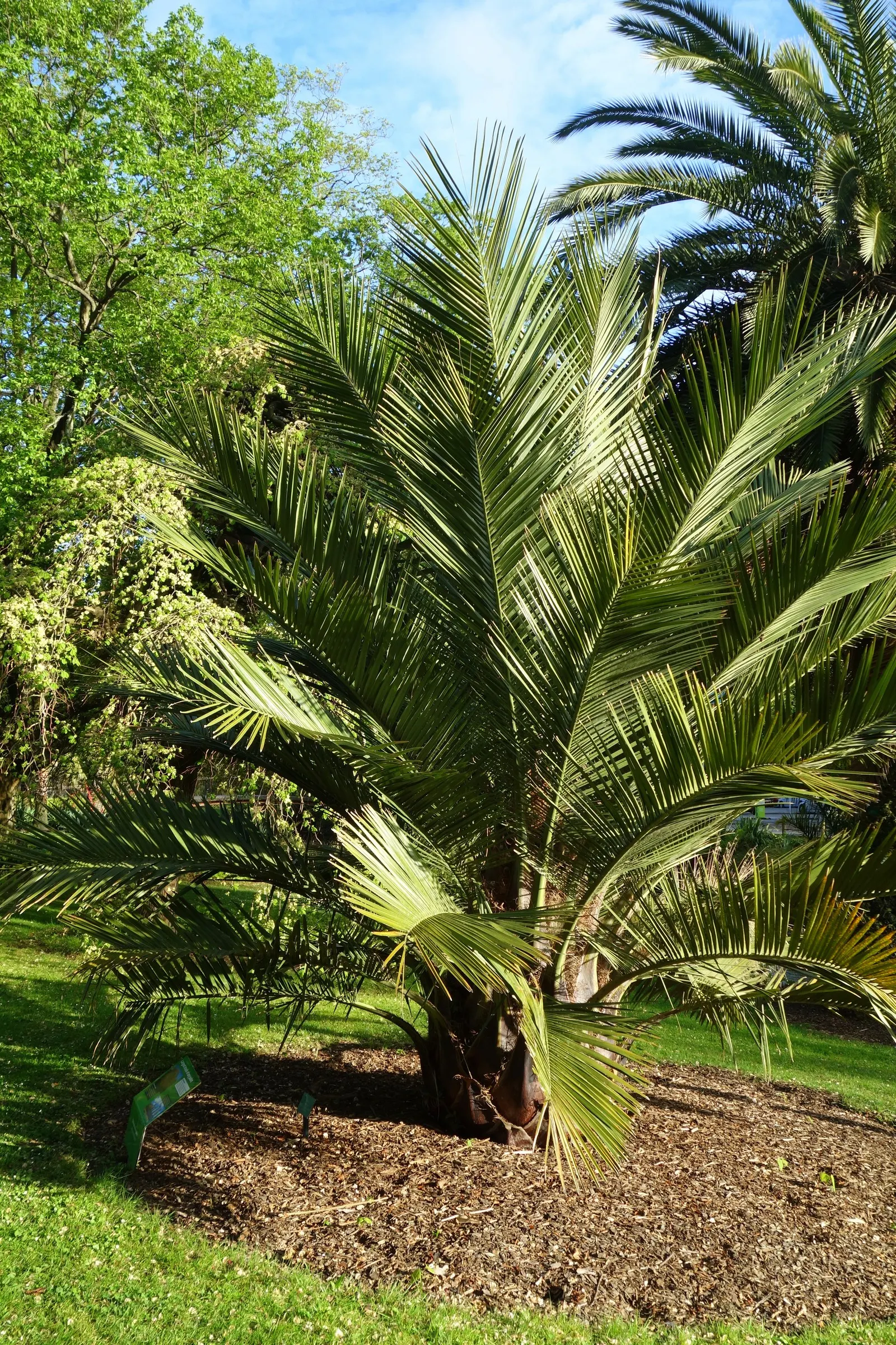 Chilean Wine Palm (Jubaea Chilensis) — providing a solid architectural presence