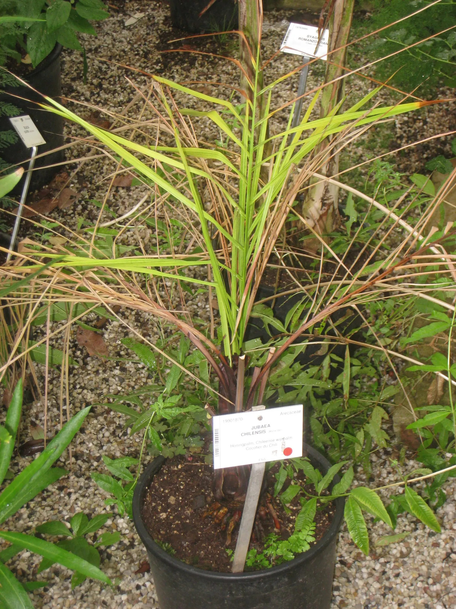 Chilean Wine Palm (Jubaea Chilensis) — It boasts a dense crown of pinnate leaves, about 10-15 ft in length