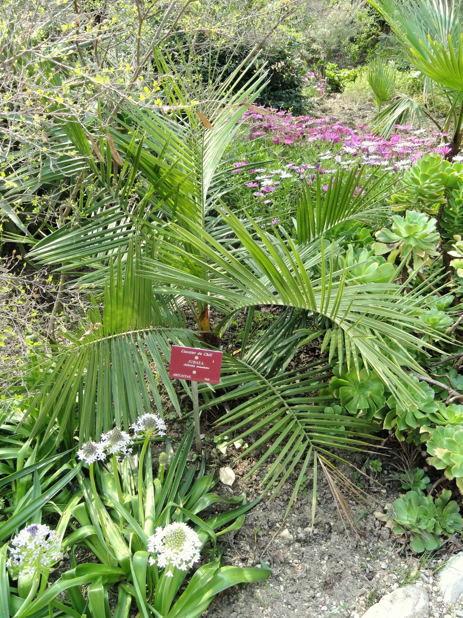 Chilean Wine Palm (Jubaea Chilensis) — The palm is crowned by a dense canopy of pinnate leaves