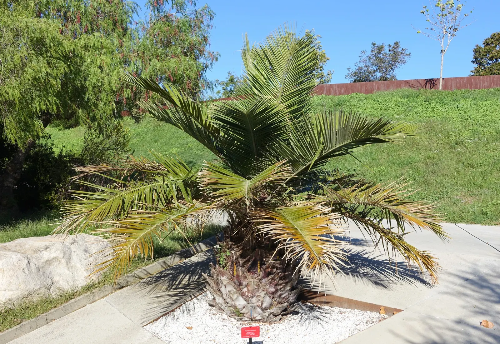 Chilean Wine Palm (Jubaea Chilensis) — patience is required when incorporating this majestic palm into garden designs.<br><br>As a focal species