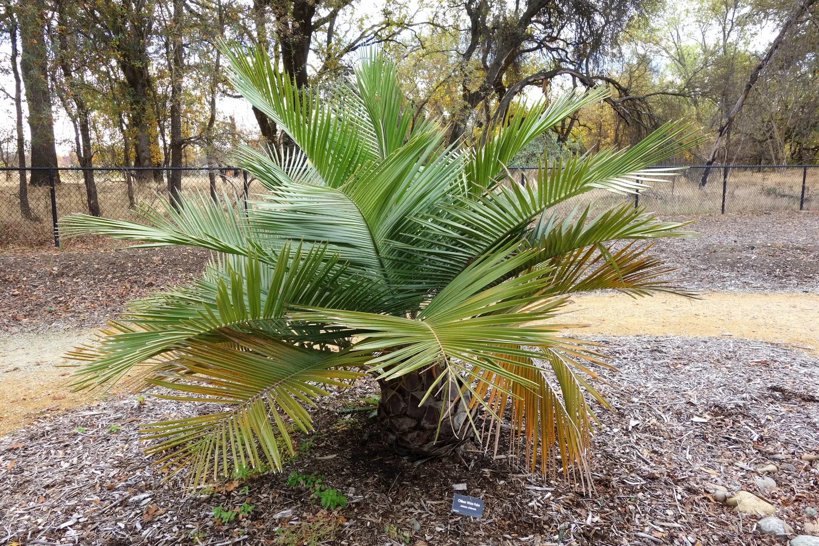 Chilean Wine Palm (Jubaea Chilensis) — With a growth rate of roughly 1 foot every 1-2 years in favorable conditions