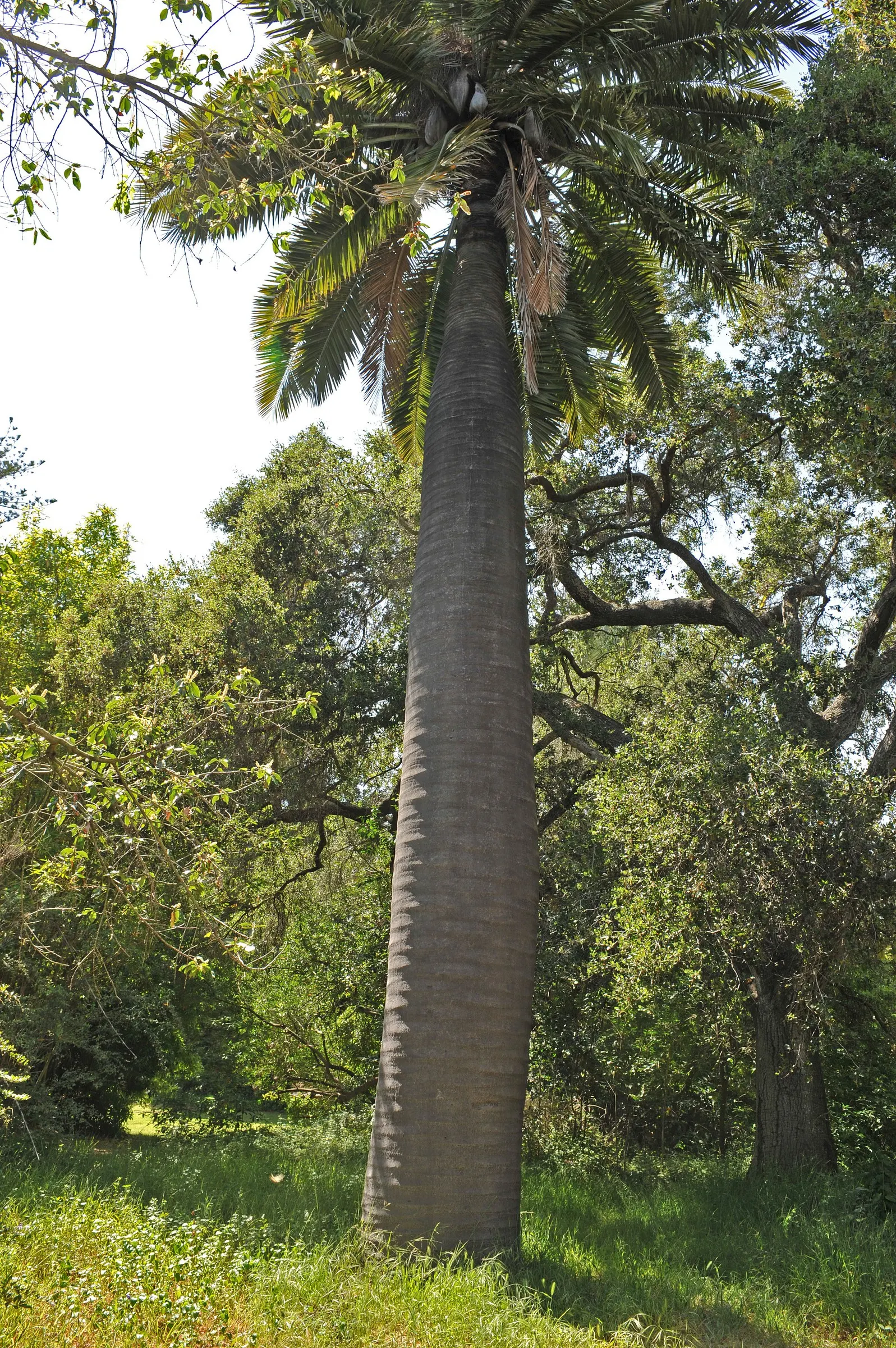 Chilean Wine Palm (Jubaea Chilensis) — is an iconic and stately palm