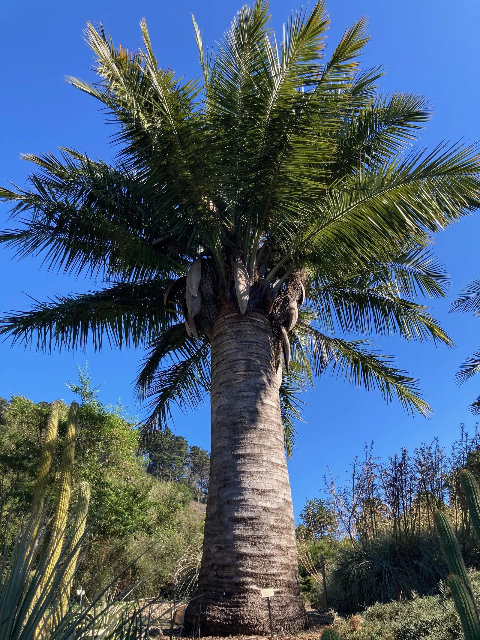 Chilean Wine Palm (Jubaea Chilensis) — making it suitable for USDA zones 8b through 11; it's important to allow ample space for the Jubaea chilensis to spread