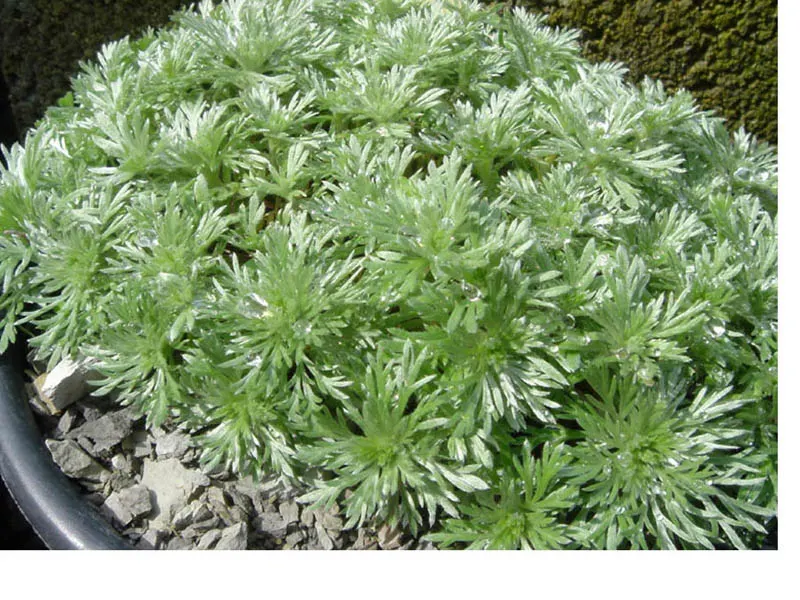 Dwarf Angel's Hair (Artemisia Schmidtiana 'Nana') — low-growing perennial that offers a fine-textured