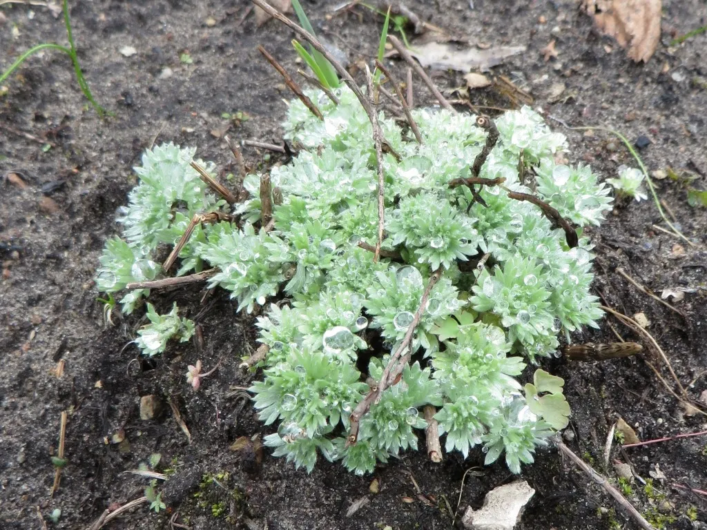 Dwarf Angel's Hair (Artemisia Schmidtiana 'Nana') — the Dwarf Angel's Hair is well-suited to a variety of climates