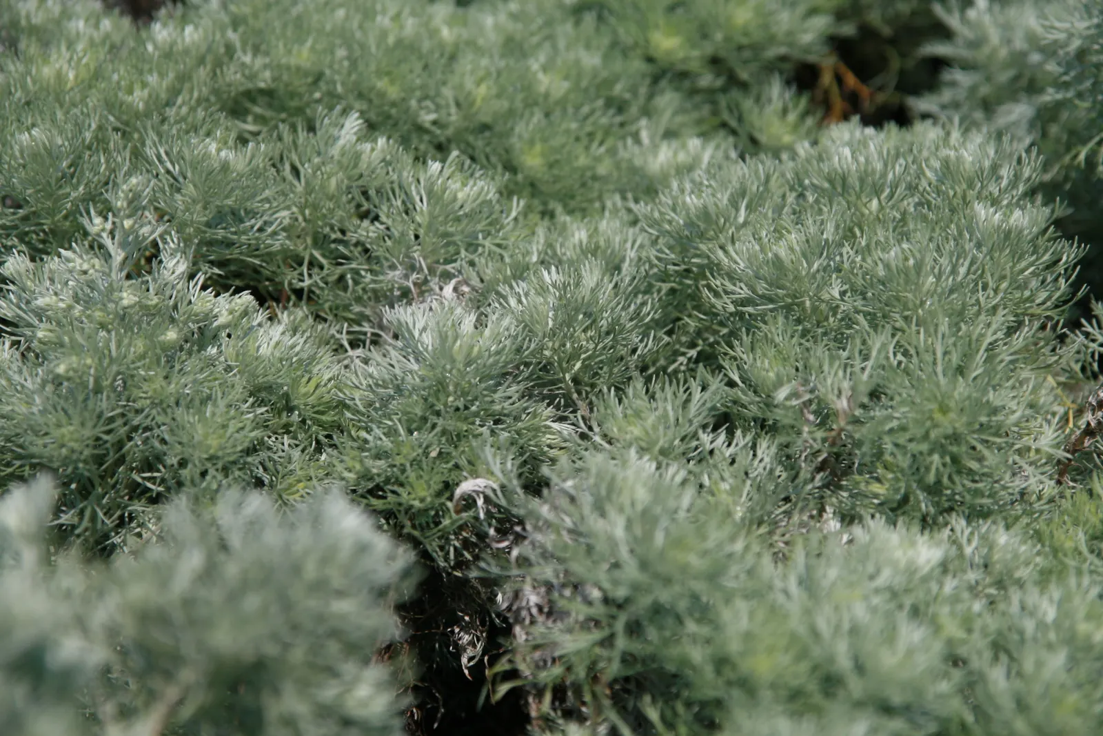 Dwarf Angel's Hair (Artemisia Schmidtiana 'Nana') — The leaves are aromatic when brushed or crushed