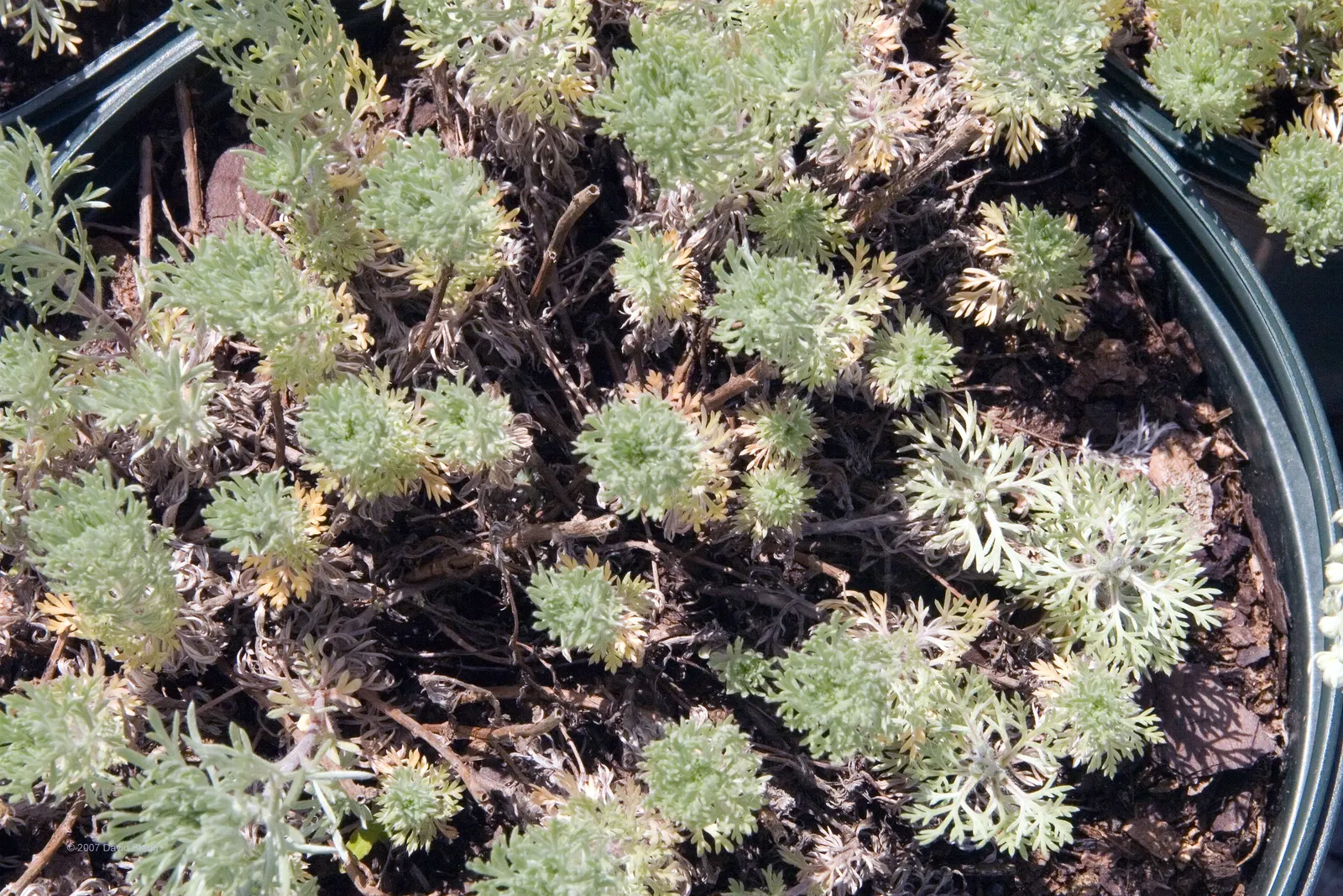 Dwarf Angel's Hair (Artemisia Schmidtiana 'Nana') — ground-hugging carpet that can soften the edges of pathways or rock gardens.<br><br>Its foliage