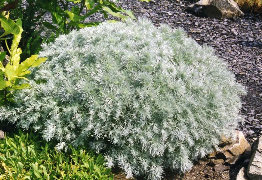 Dwarf Angel's Hair (Artemisia Schmidtiana 'Nana') — adding a sensory experience to the garden setting.<br><br>Thriving in USDA hardiness zones 3 through 9