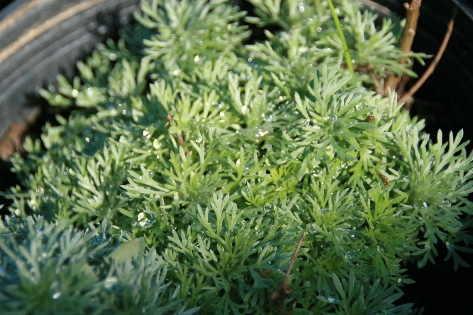 Dwarf Angel's Hair (Artemisia Schmidtiana 'Nana') — This diminutive cultivar reaches a height of just 6 to 12 inches and spreads approximately 18 to 24 inches