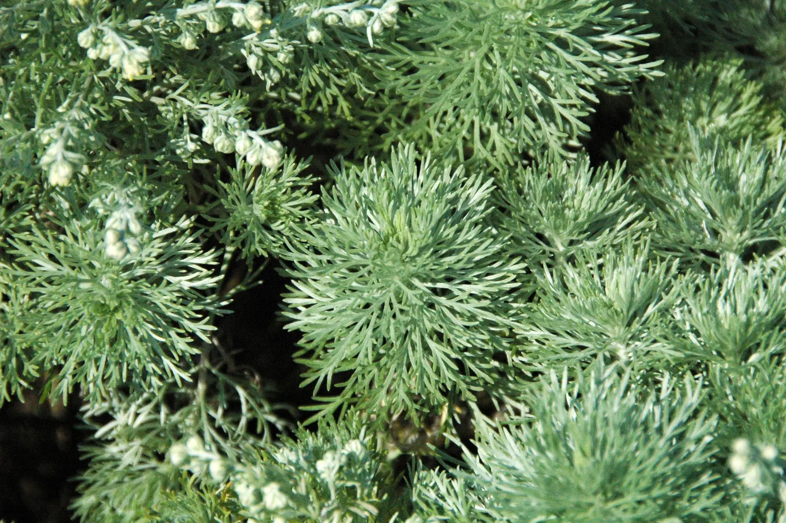 Dwarf Angel's Hair (Artemisia Schmidtiana 'Nana') — Thriving in zones 3‚Äì9, it prefers full sun and well-drained soil