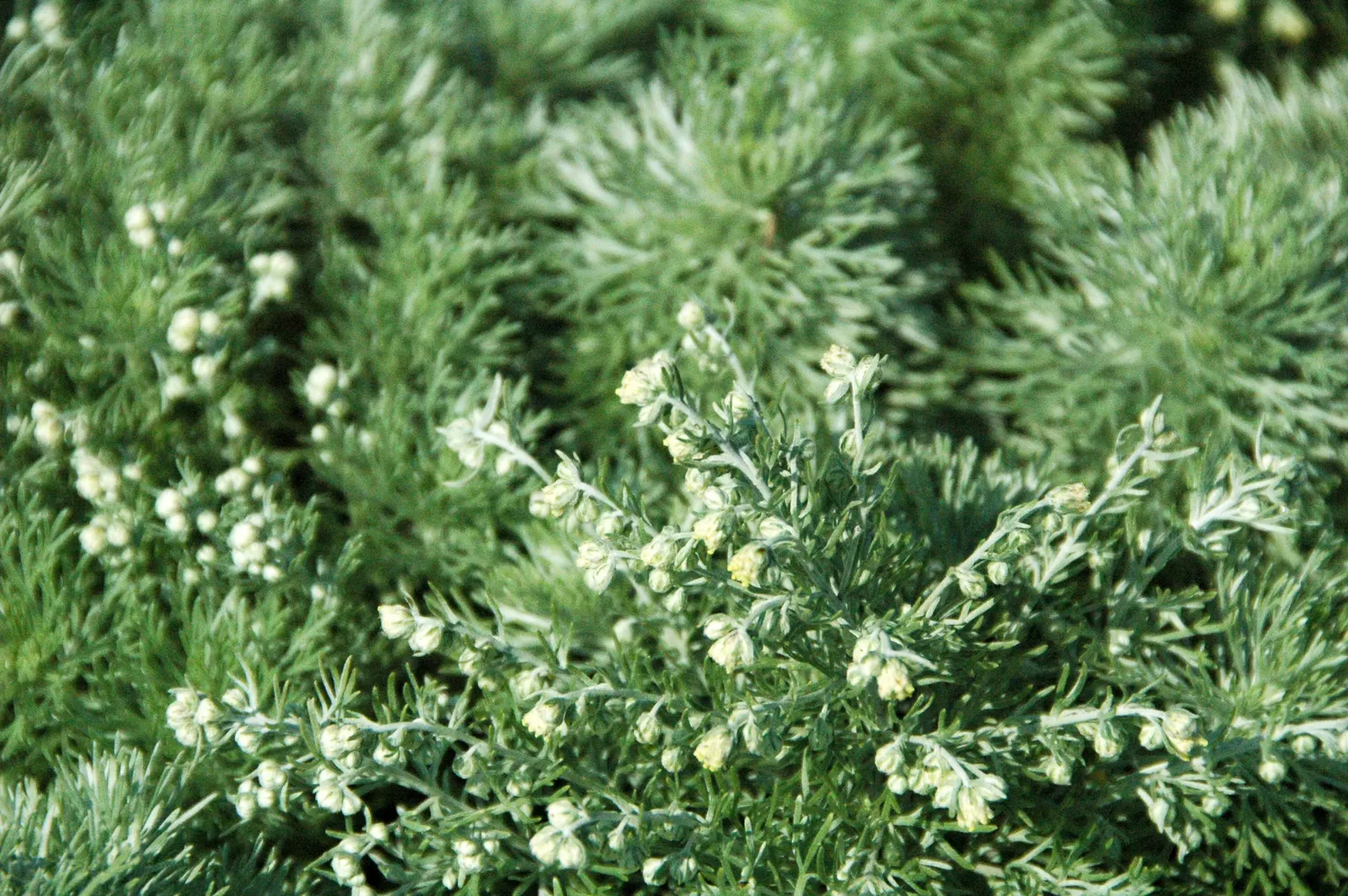 Dwarf Angel's Hair (Artemisia Schmidtiana 'Nana') — silver foliage to any landscape design