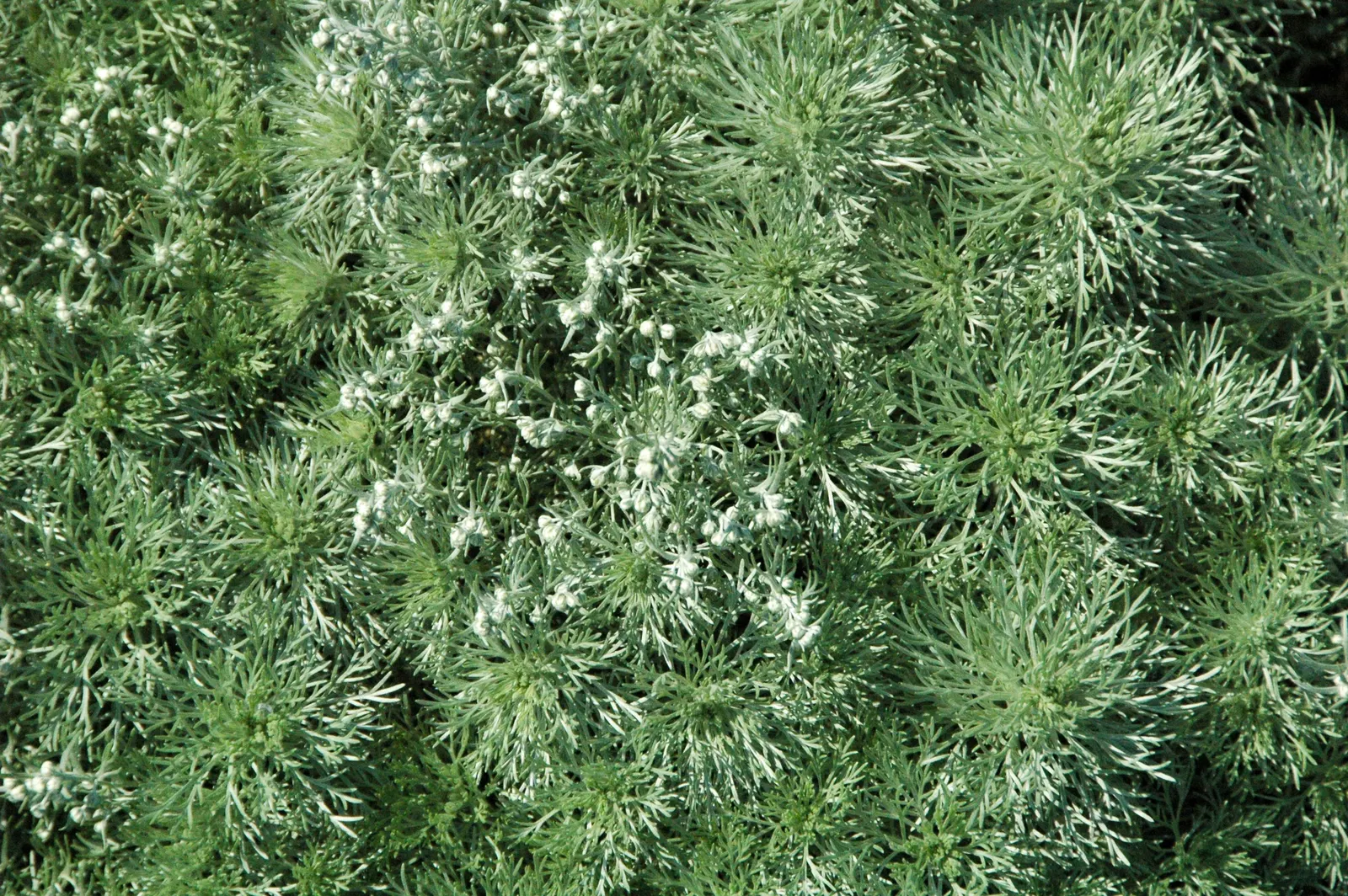 Dwarf Angel's Hair (Artemisia Schmidtiana 'Nana') — scientifically known as Artemisia schmidtiana 'Nana'