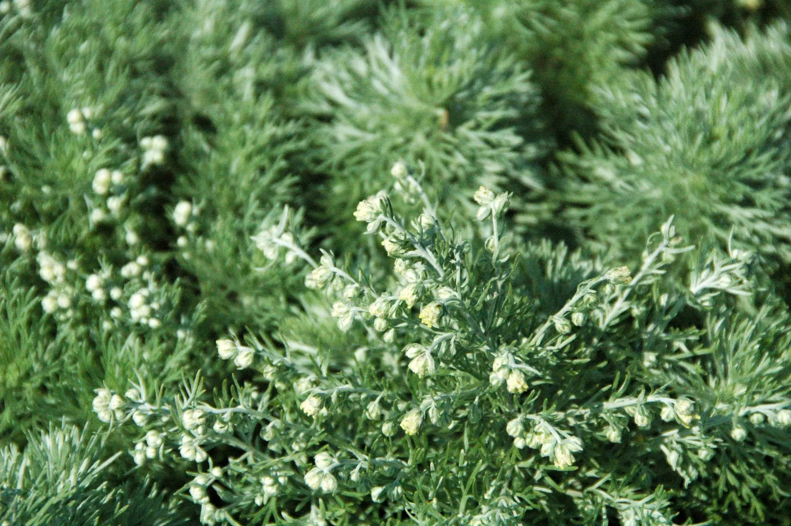 Dwarf Angel's Hair (Artemisia Schmidtiana 'Nana') — Its delicate texture complements bold-leaved plants in borders or rock gardens