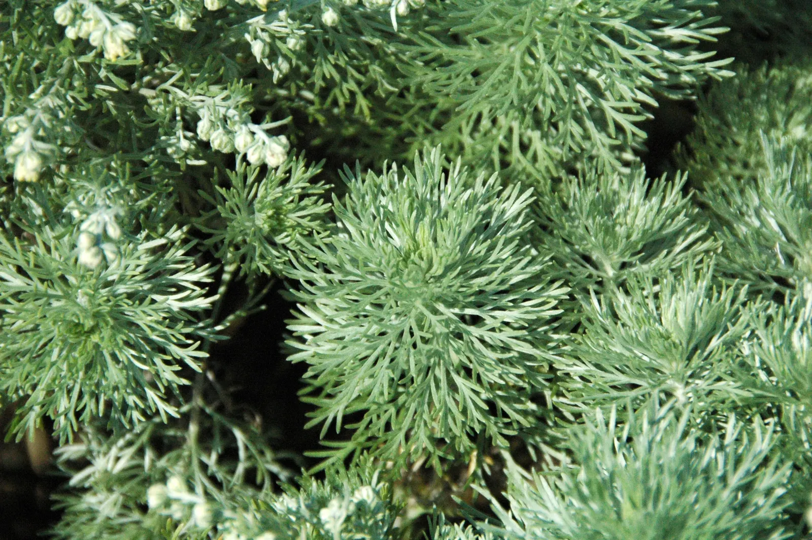 Dwarf Angel's Hair (Artemisia Schmidtiana 'Nana') — is a compact perennial showcasing silvery-white