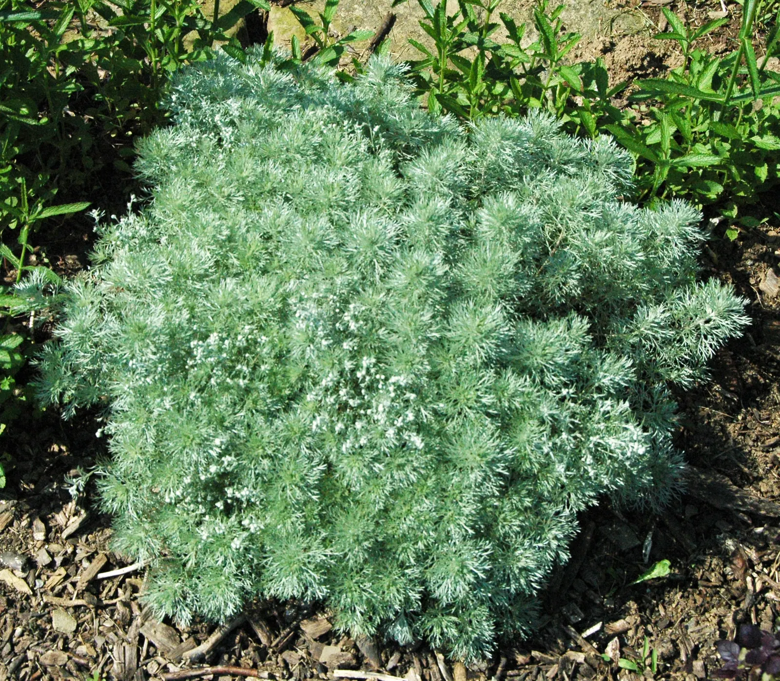 Dwarf Angel's Hair (Artemisia Schmidtiana 'Nana') — This low-maintenance groundcover reaches 8‚Äì12 inches in height with a spread of up to 18 inches