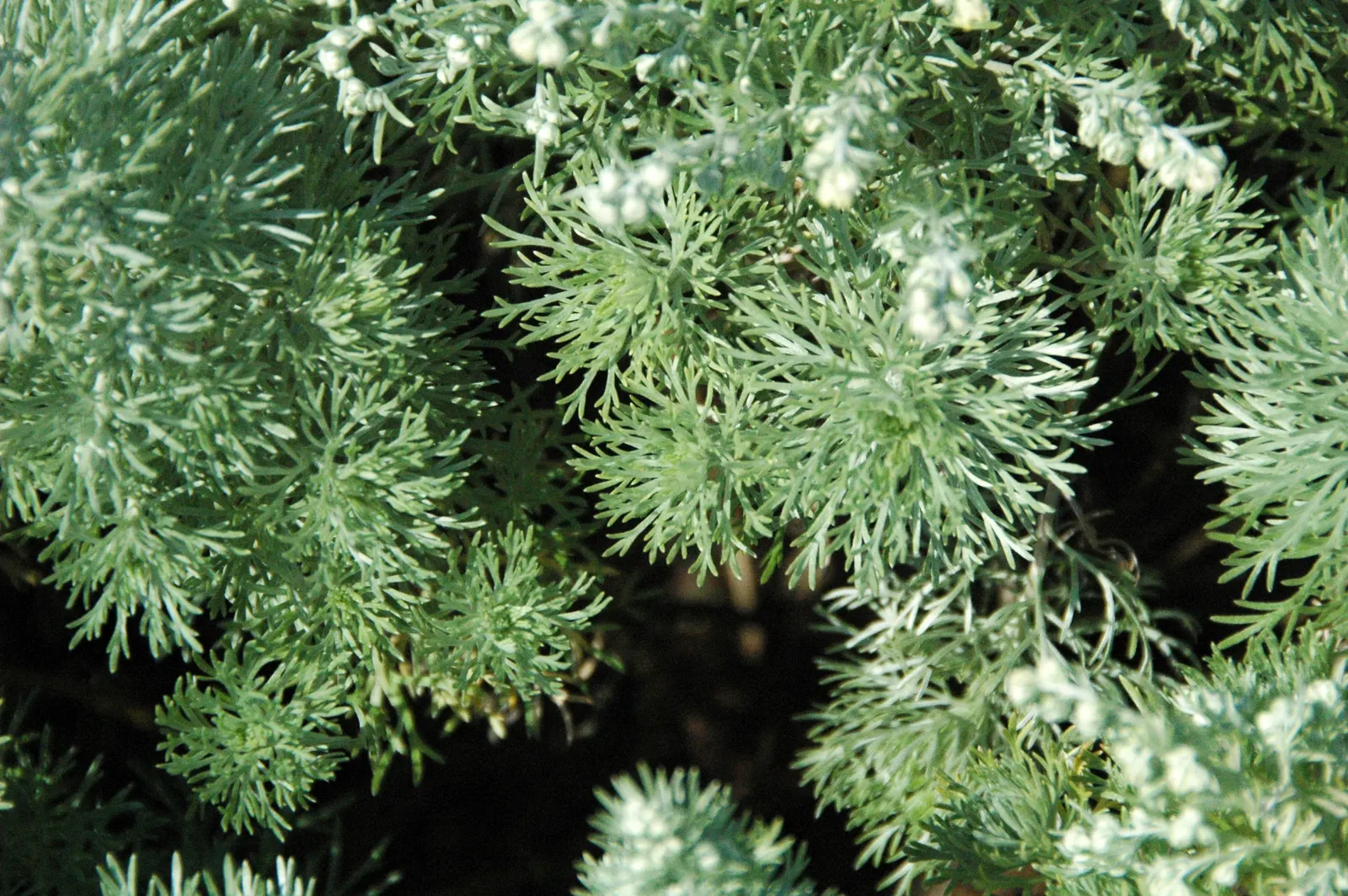 Dwarf Angel's Hair (Artemisia Schmidtiana 'Nana') — offering a striking contrast and soft visual appeal with minimal care requirements
