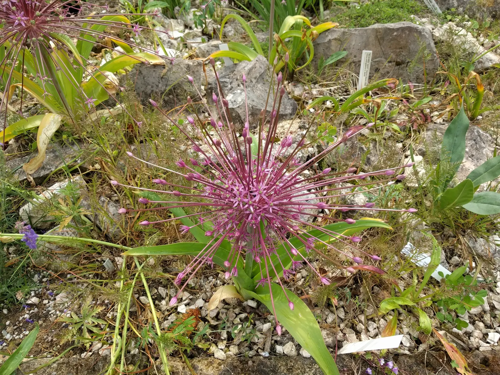 Star Of Persia (Allium Cristophii) — creating a visual spectacle from late spring to early summer.<br><br>At maturity; and is resistant to deer and, image 62