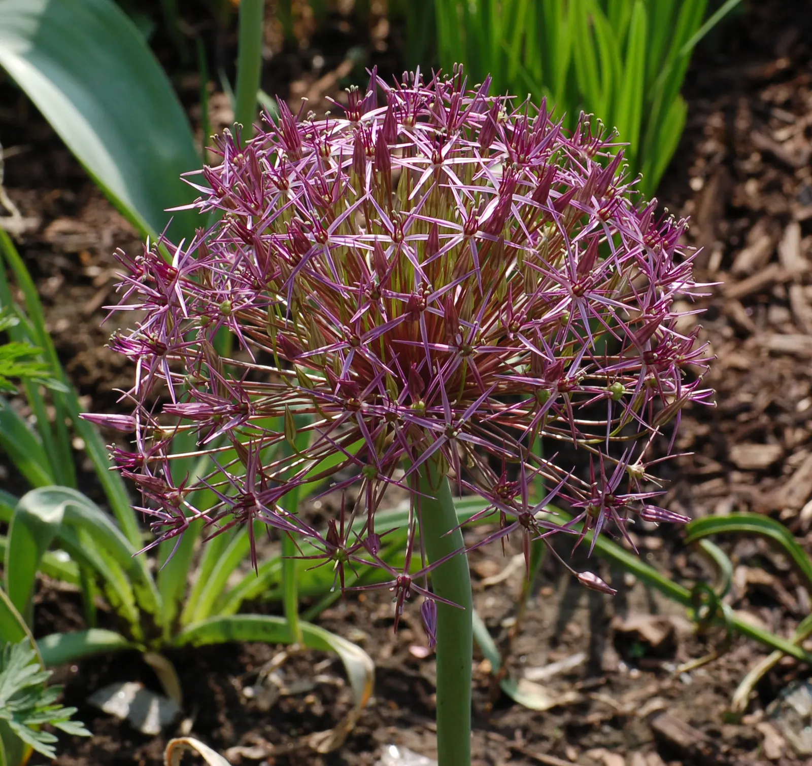Star Of Persia (Allium Cristophii) — The foliage of Allium cristophii is equally attractive; strap-shaped