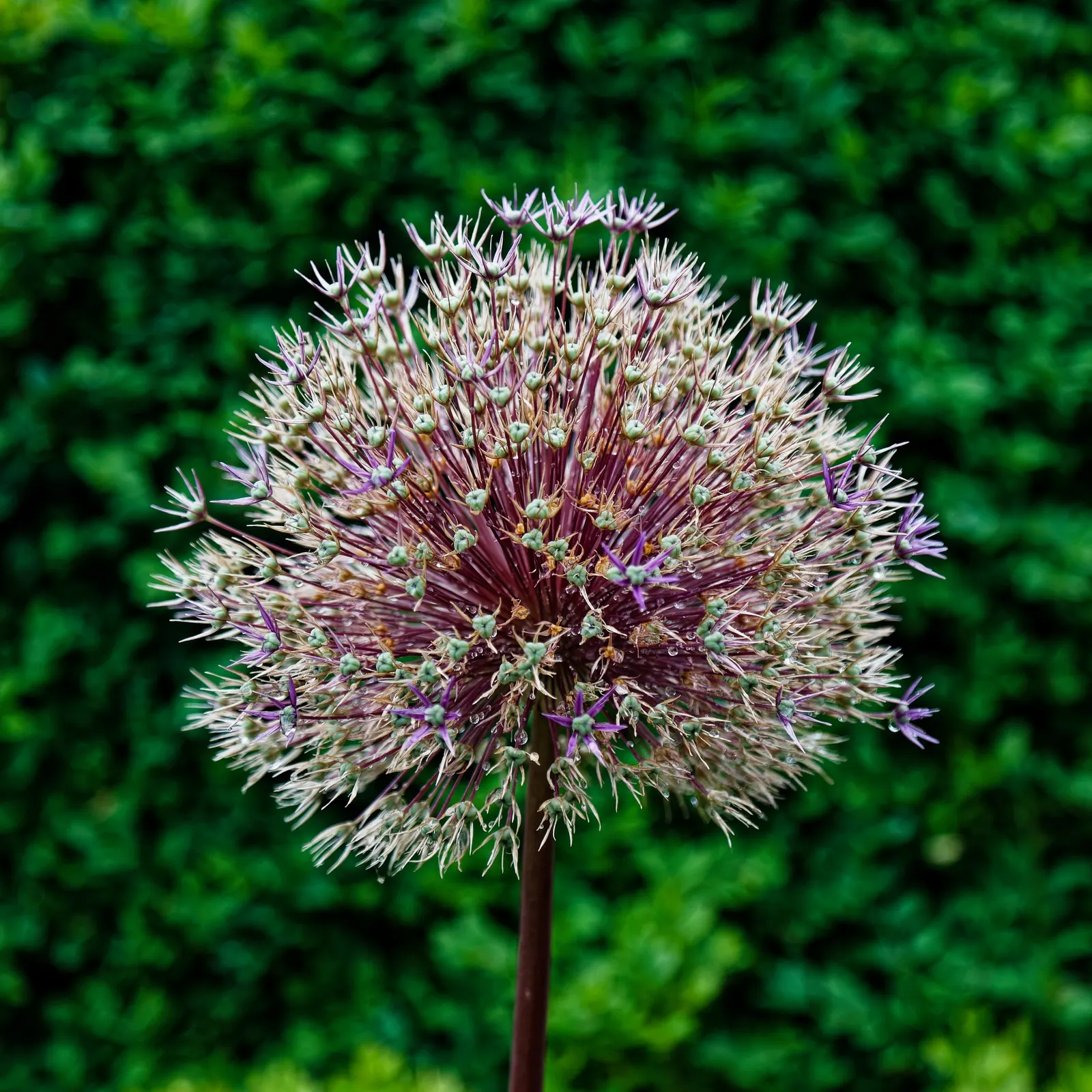 Star Of Persia (Allium Cristophii) — making it an eye-catching mid-border plant for garden designs; star-shaped blooms reaching up to 12 inches across