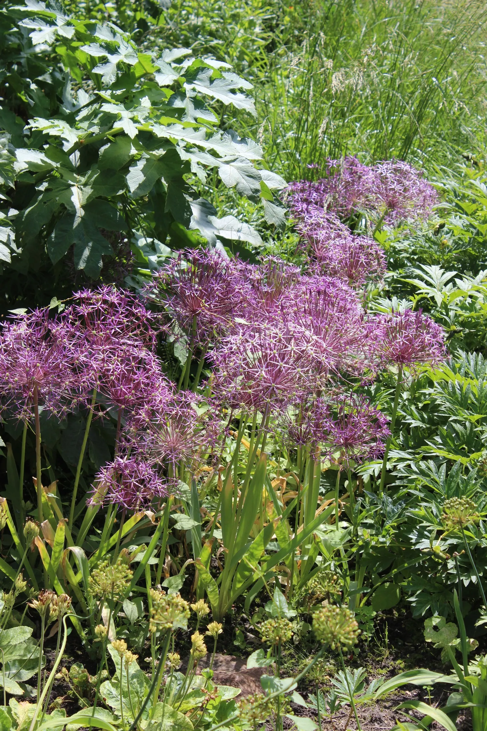 Star Of Persia (Allium Cristophii) — Star of Persia is an excellent choice for adding vertical interest and architectural flair to your garden; creating a