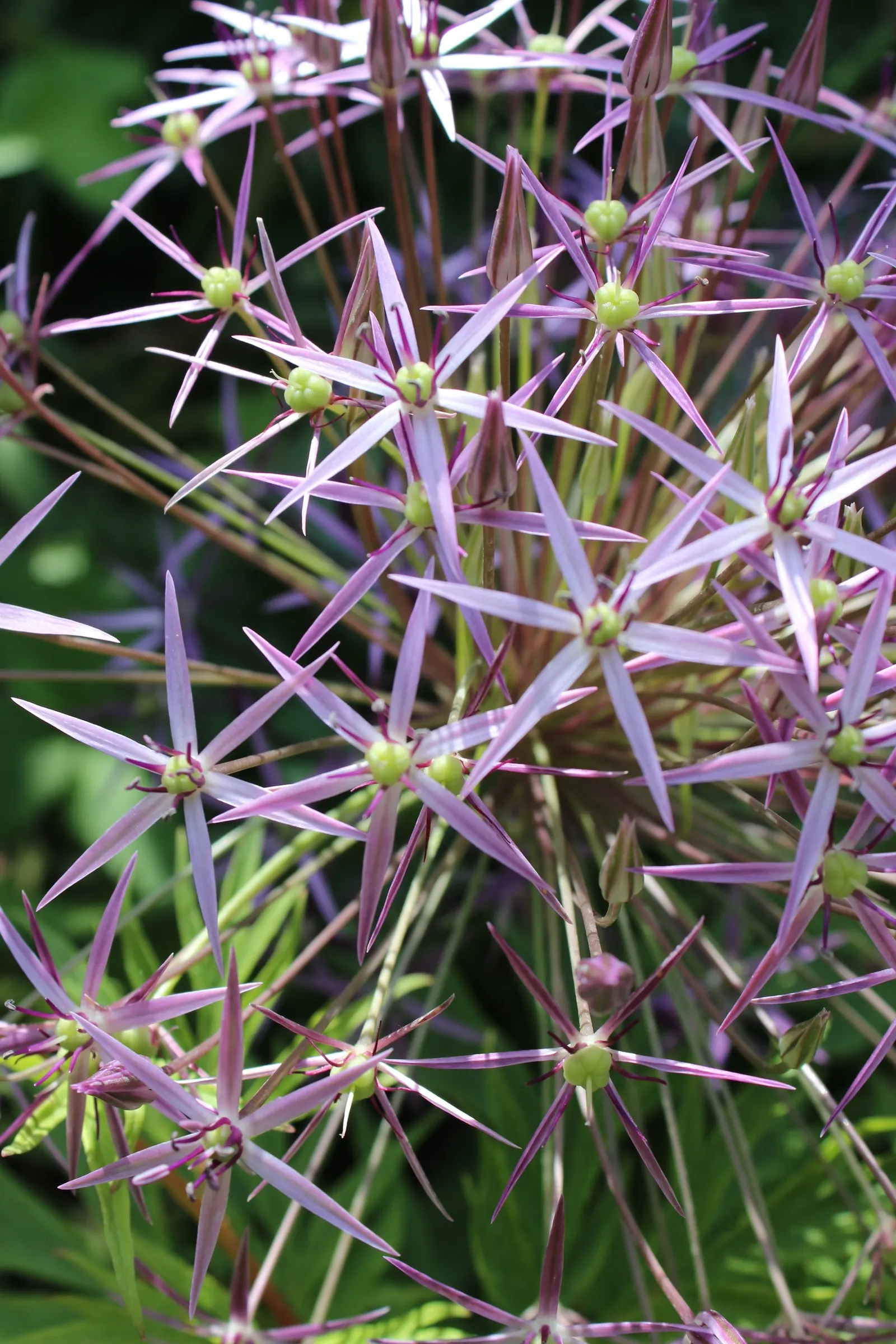 Star Of Persia (Allium Cristophii) — lavender flowers in the garden