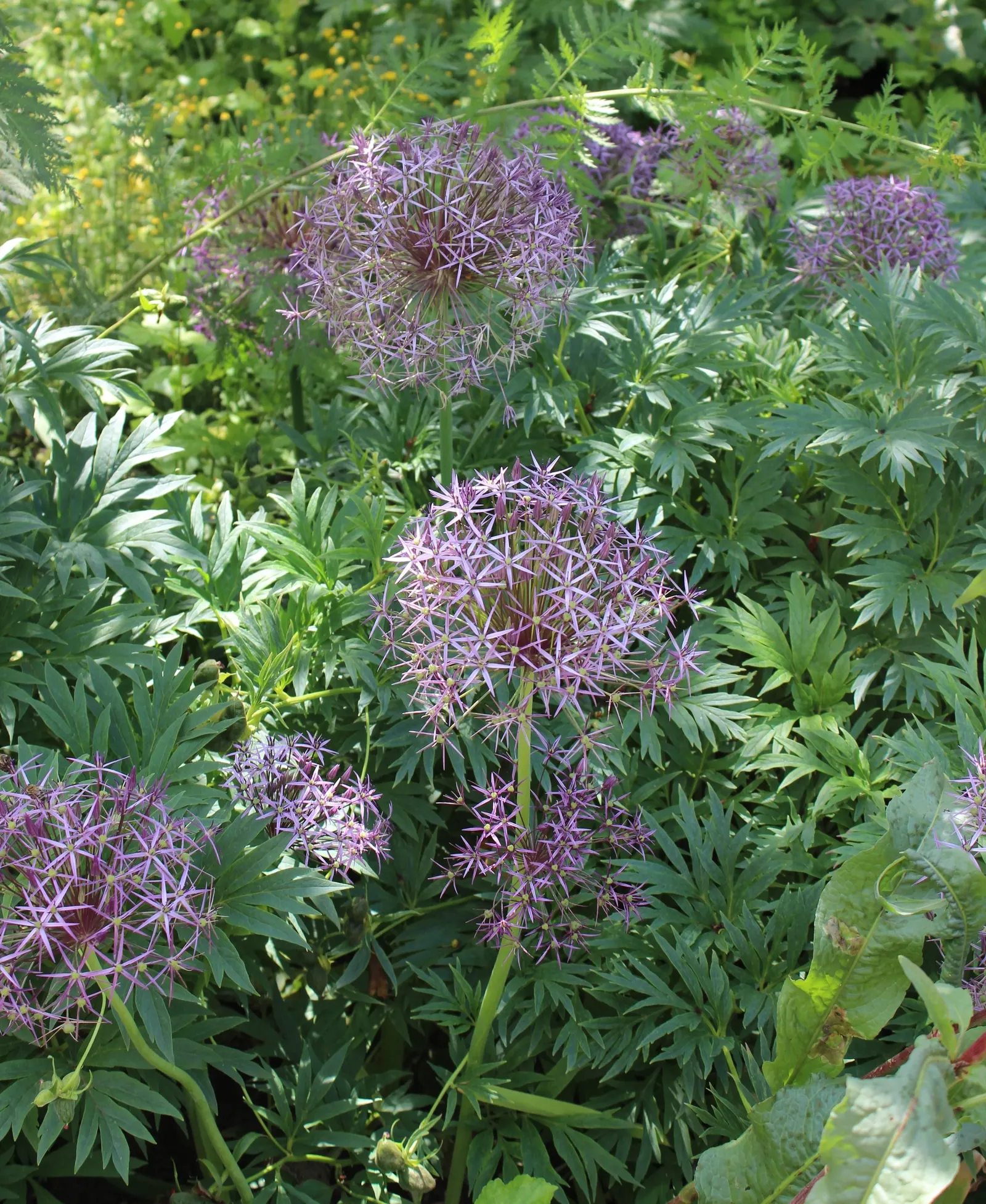 Star Of Persia (Allium Cristophii) — It blooms in late spring to early summer