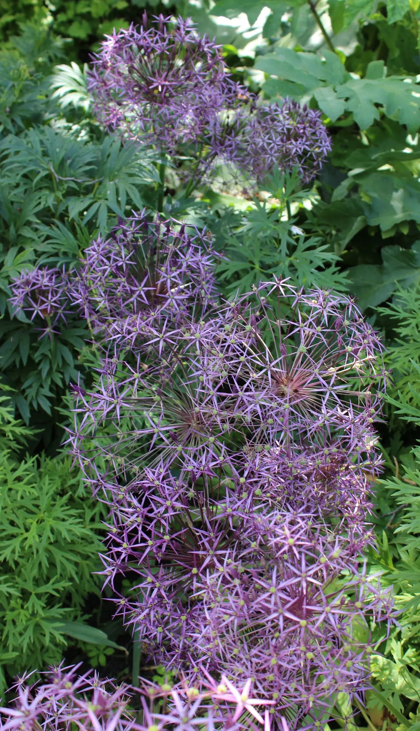 Star Of Persia (Allium Cristophii) — each bloom measuring nearly 2 inches across; it performs best in well-drained soil, ideally with a pH that is, image 60