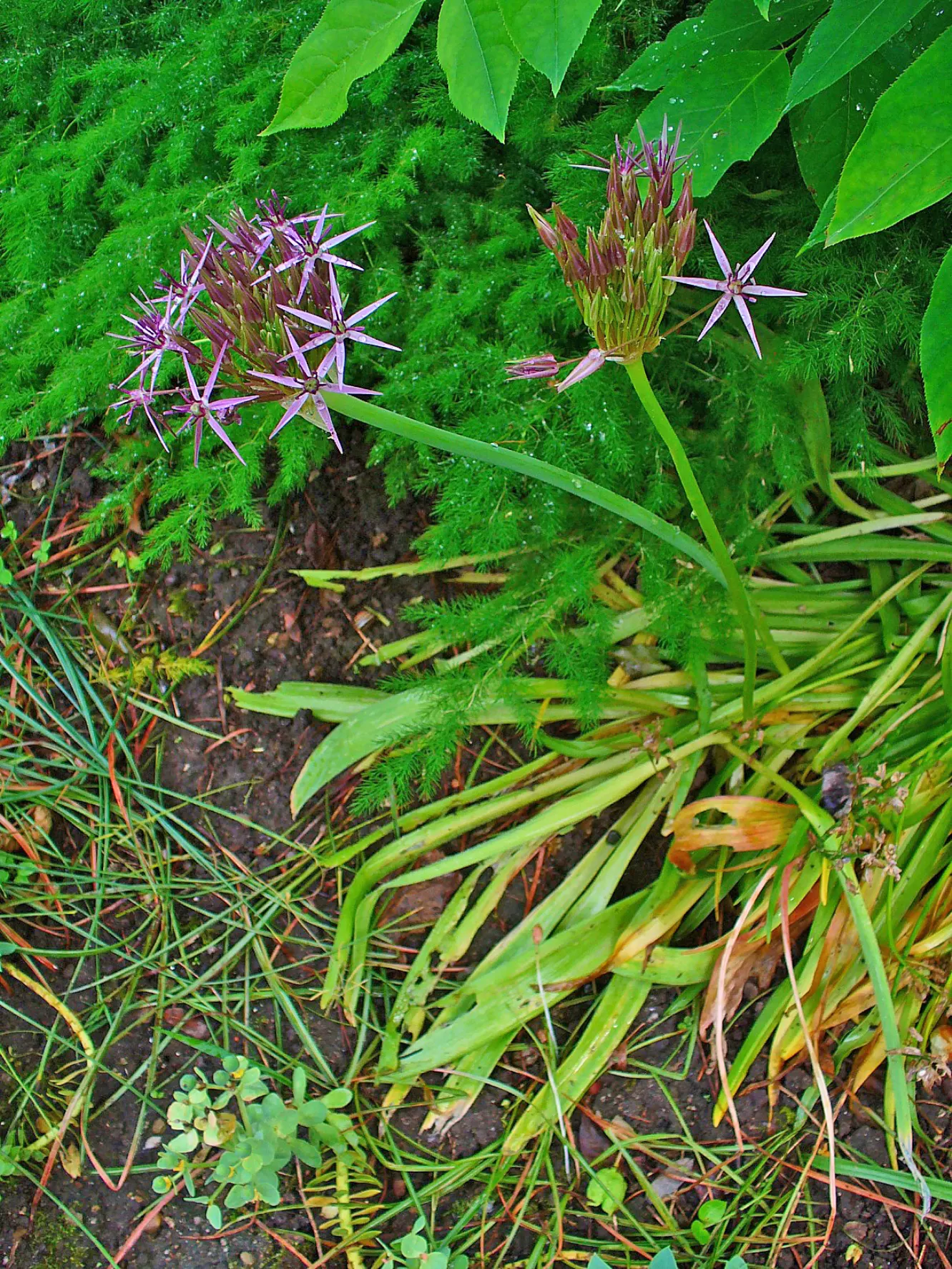 Star Of Persia (Allium Cristophii) — and is resistant to deer and most pests